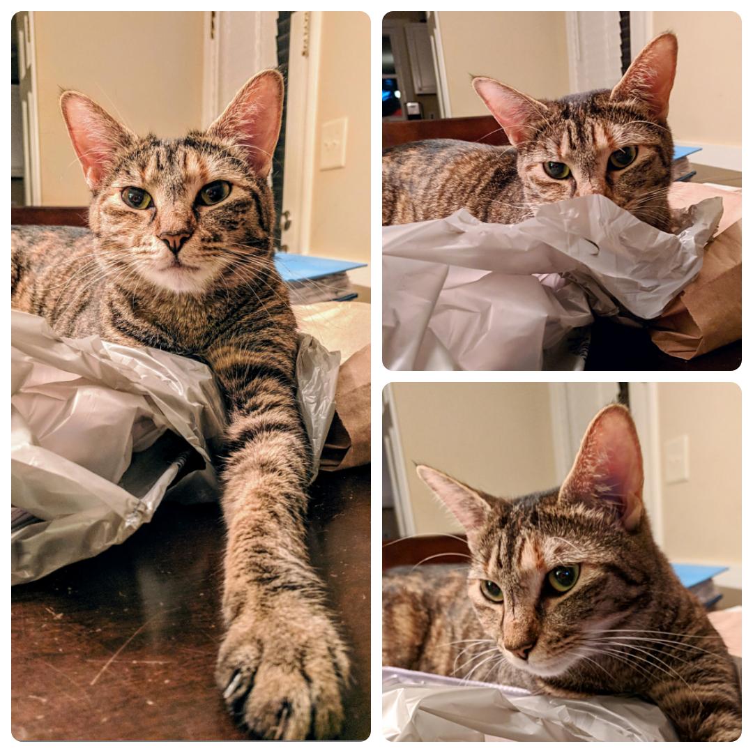 Allie really likes grocery bags r/cats