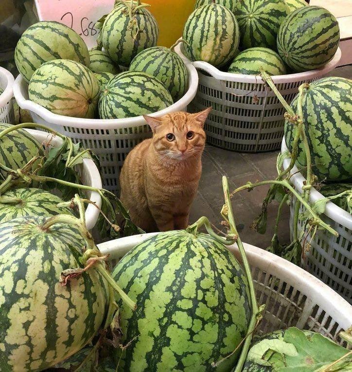 Cats In Watermelon