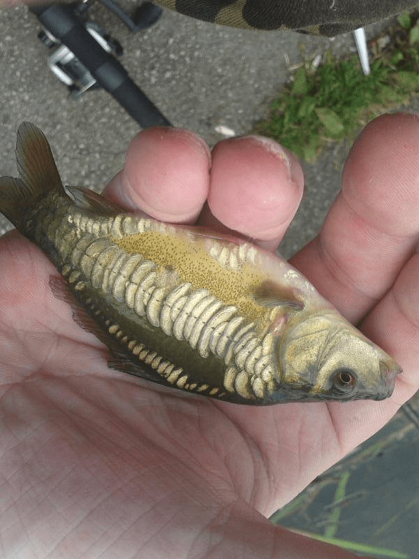 [LF] SEMO, MO mirror carp (FROM MISSOURI ONLY CANNOT CROSS STATE LINE WITH FISH