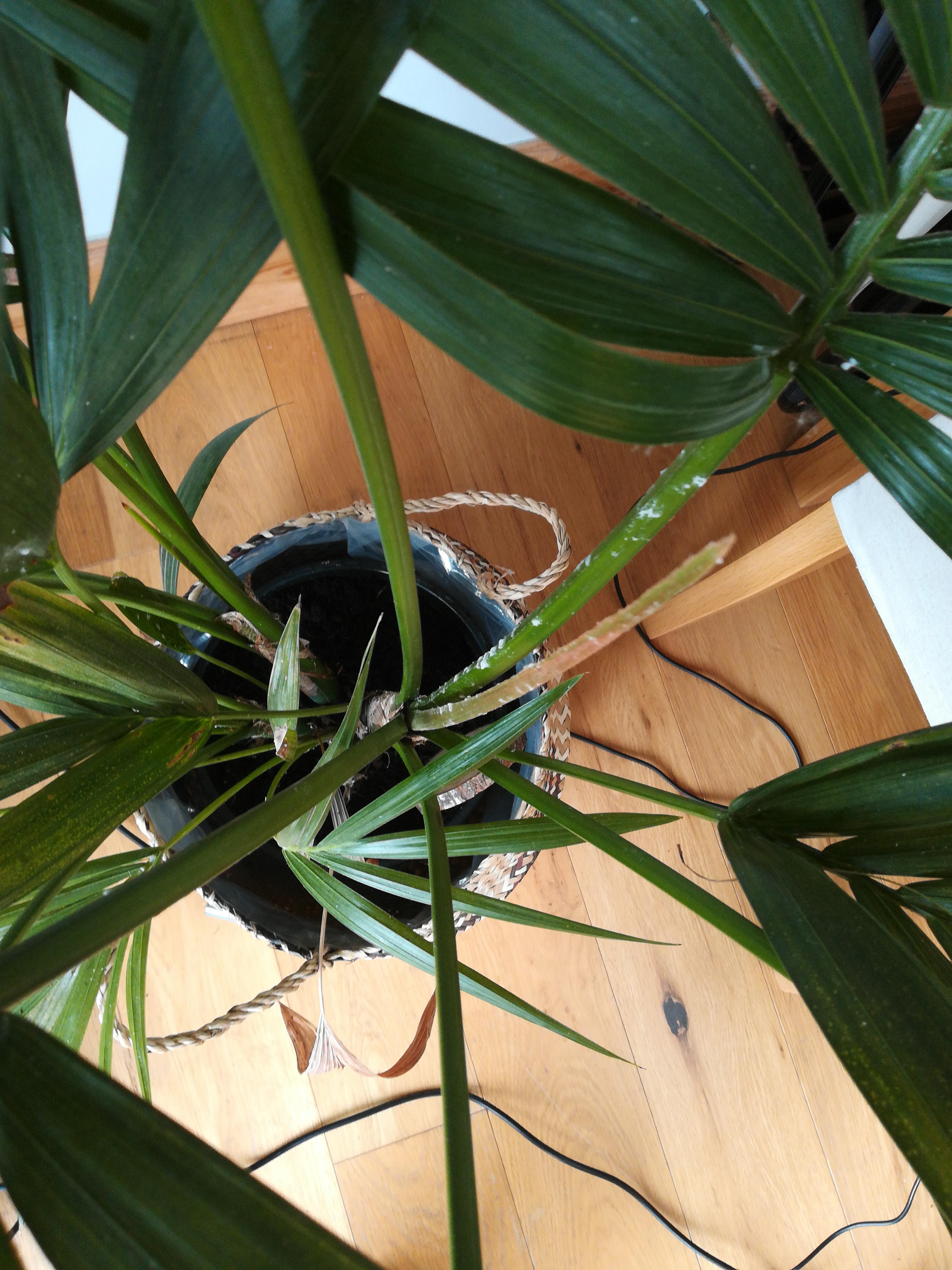 What are these white spots that are all over my palm plant? Some kind of bug? r/houseplants