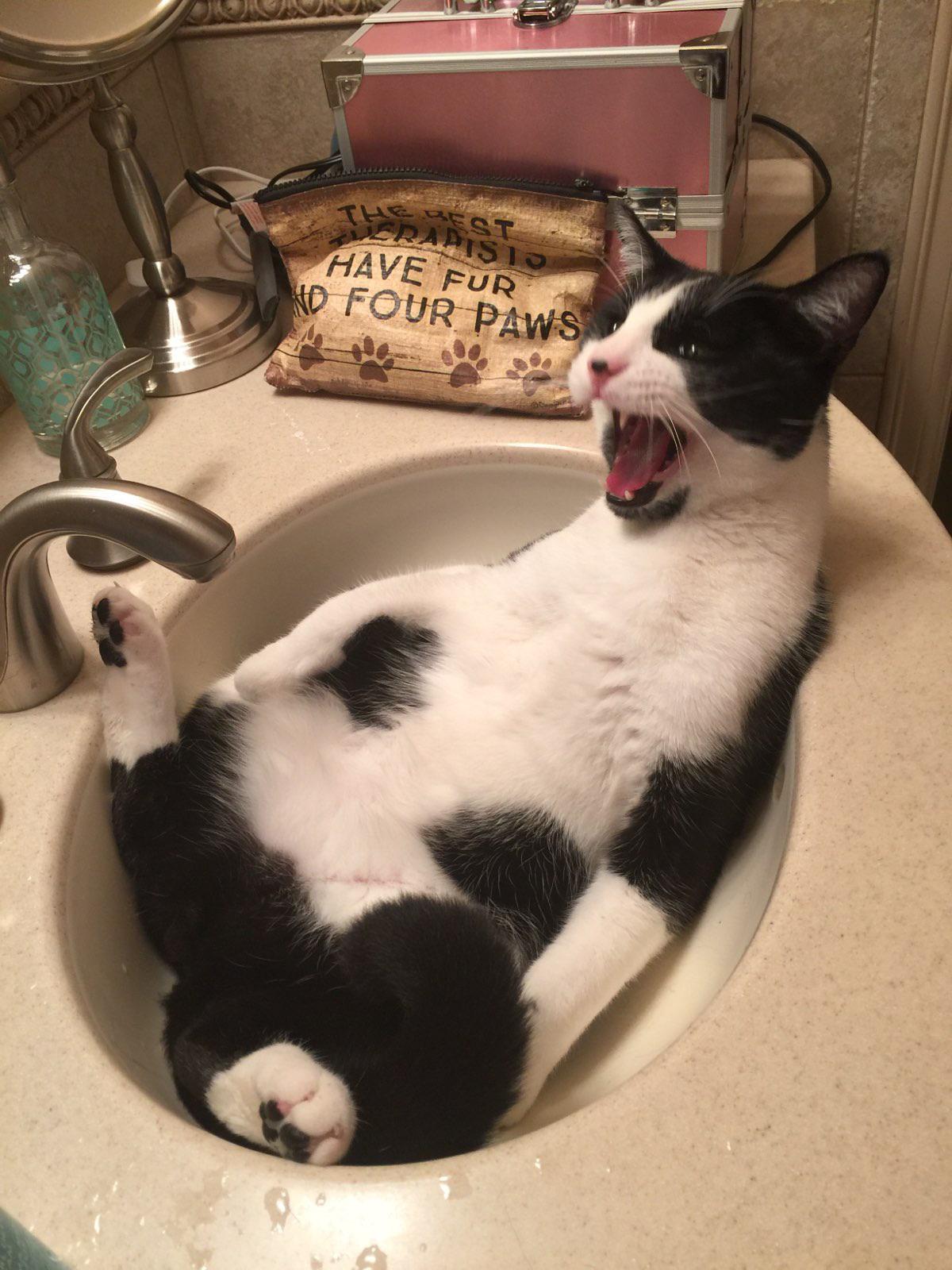 Turn my cat into a meme! r/Catmemes