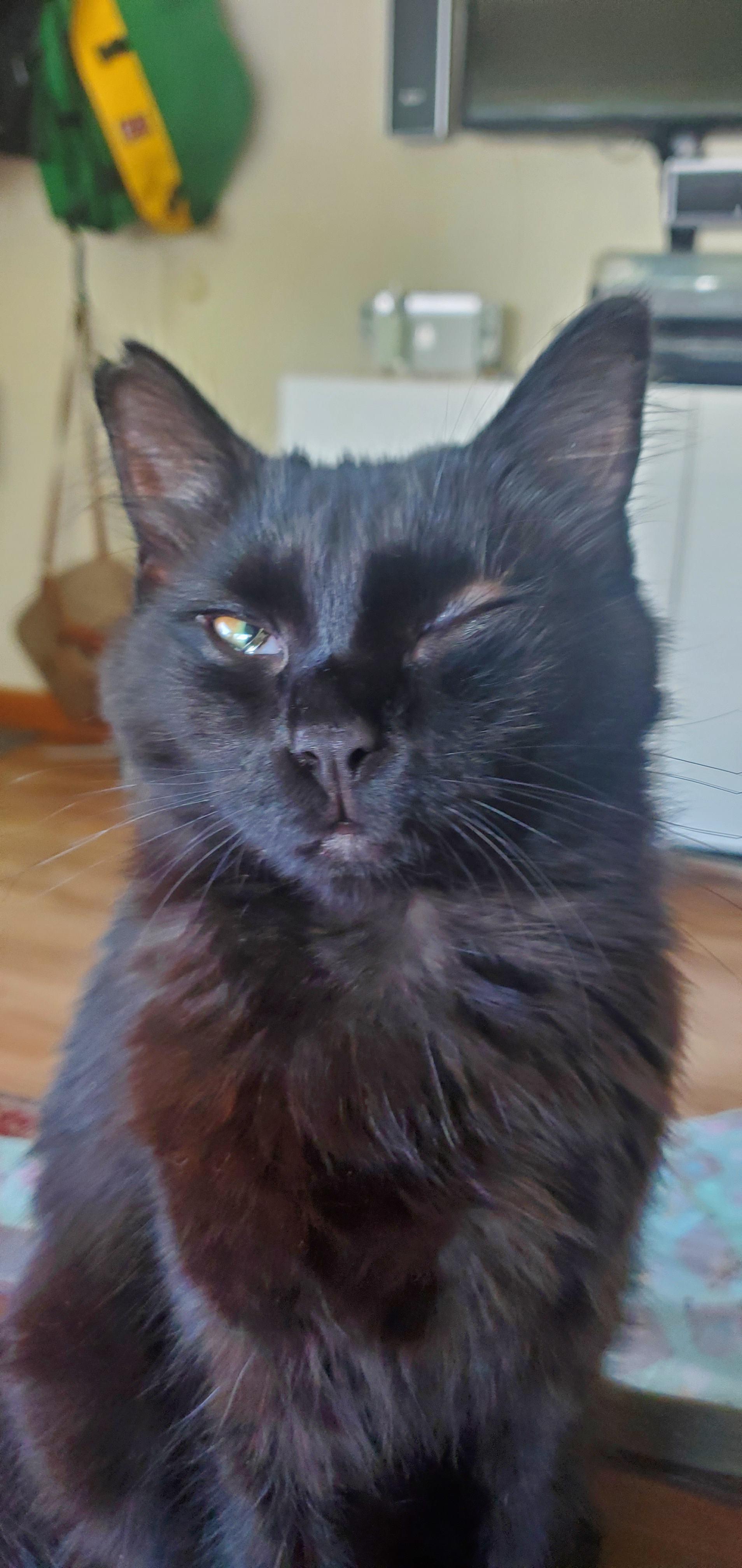 Cats eye swollen shut r/cats