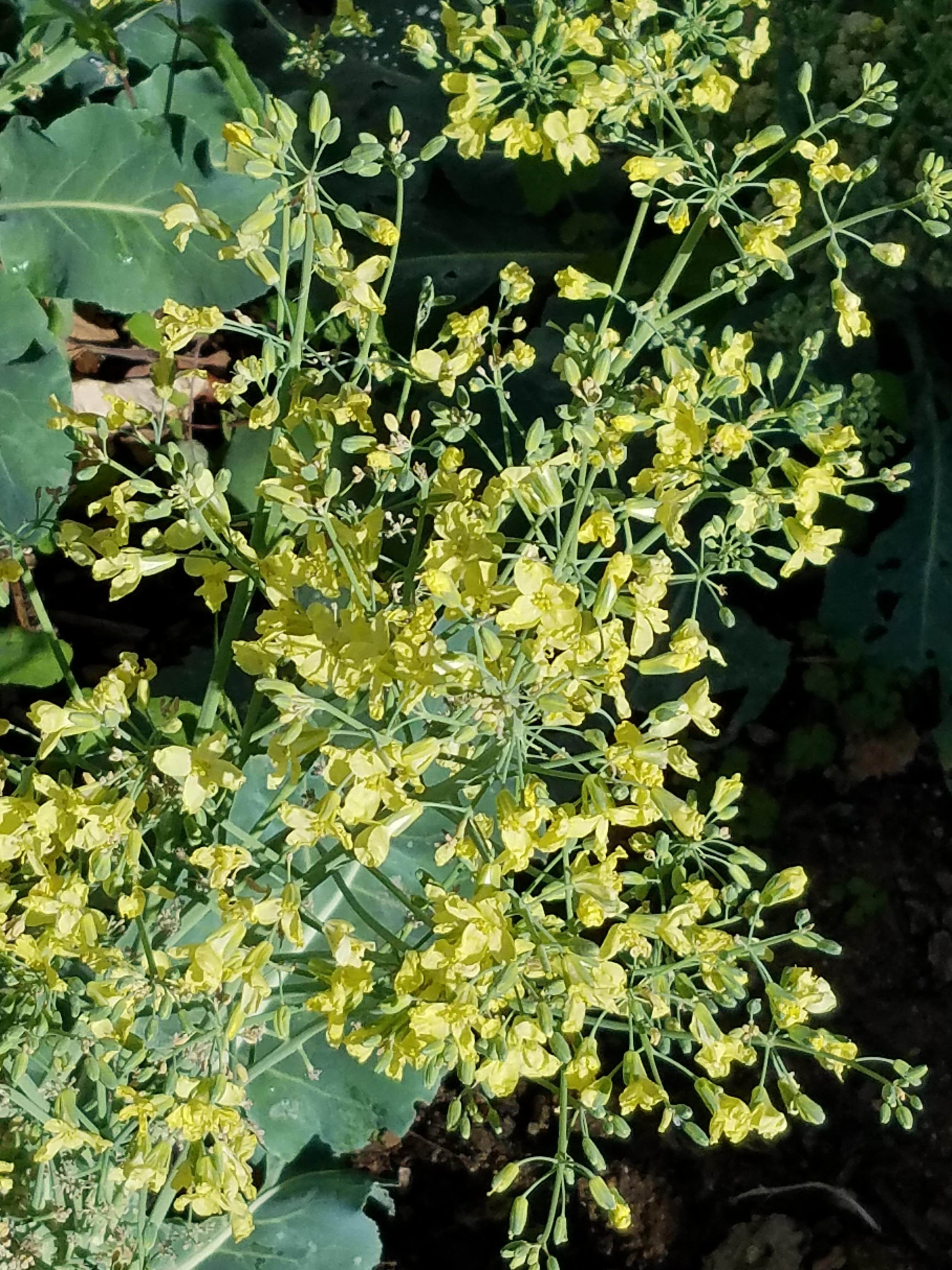 Cauliflower flowers r/gardening
