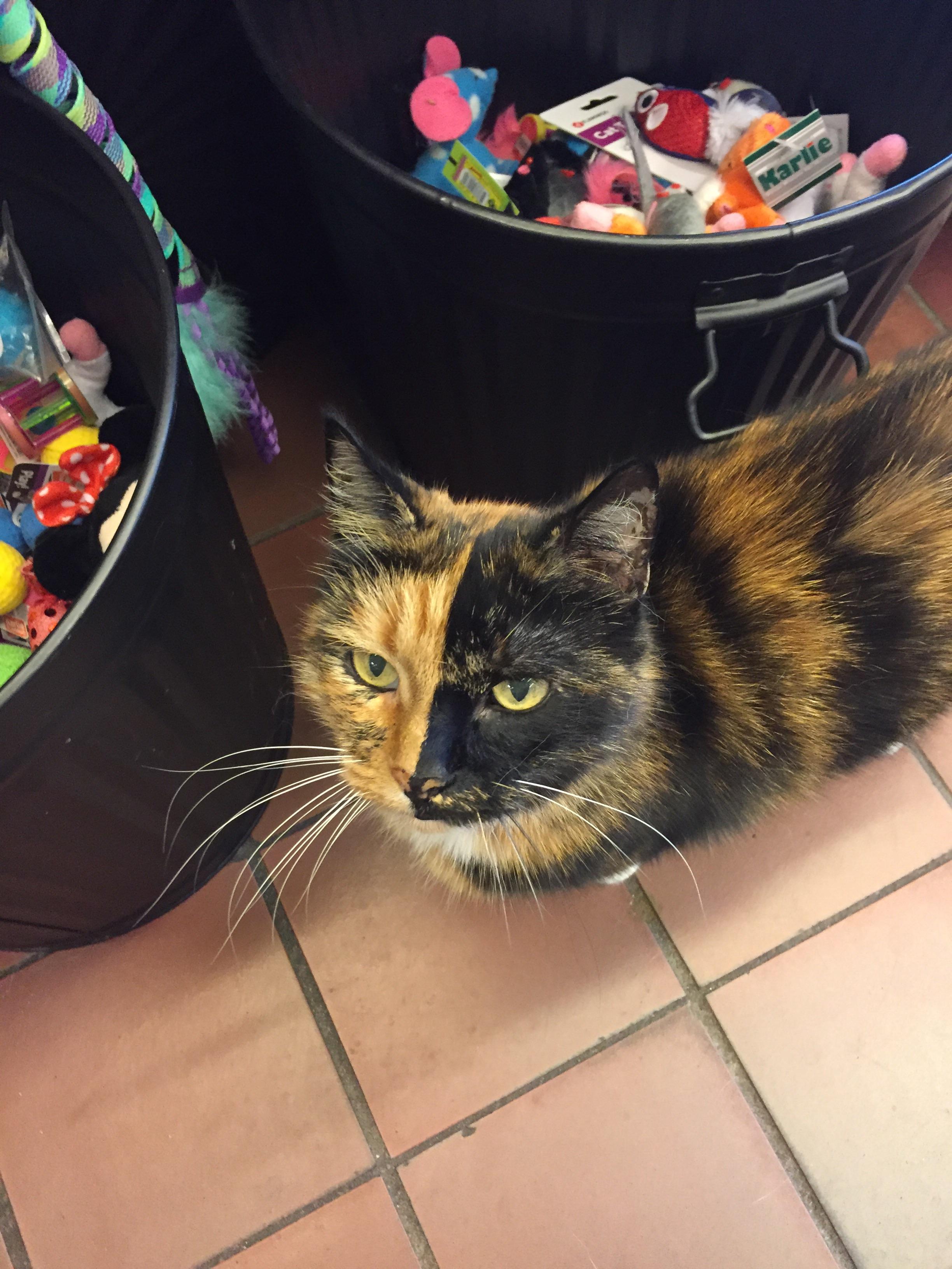 Met this girl in a pet store in Amsterdam. r/aww