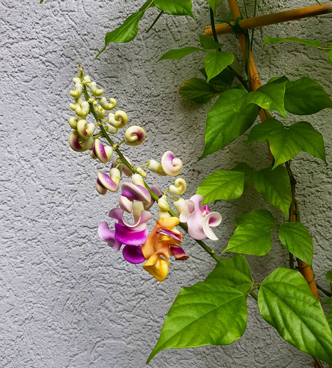 Corkscrew vine aka Snail vine, Cochliasanthus caracalla (syn. Vigna