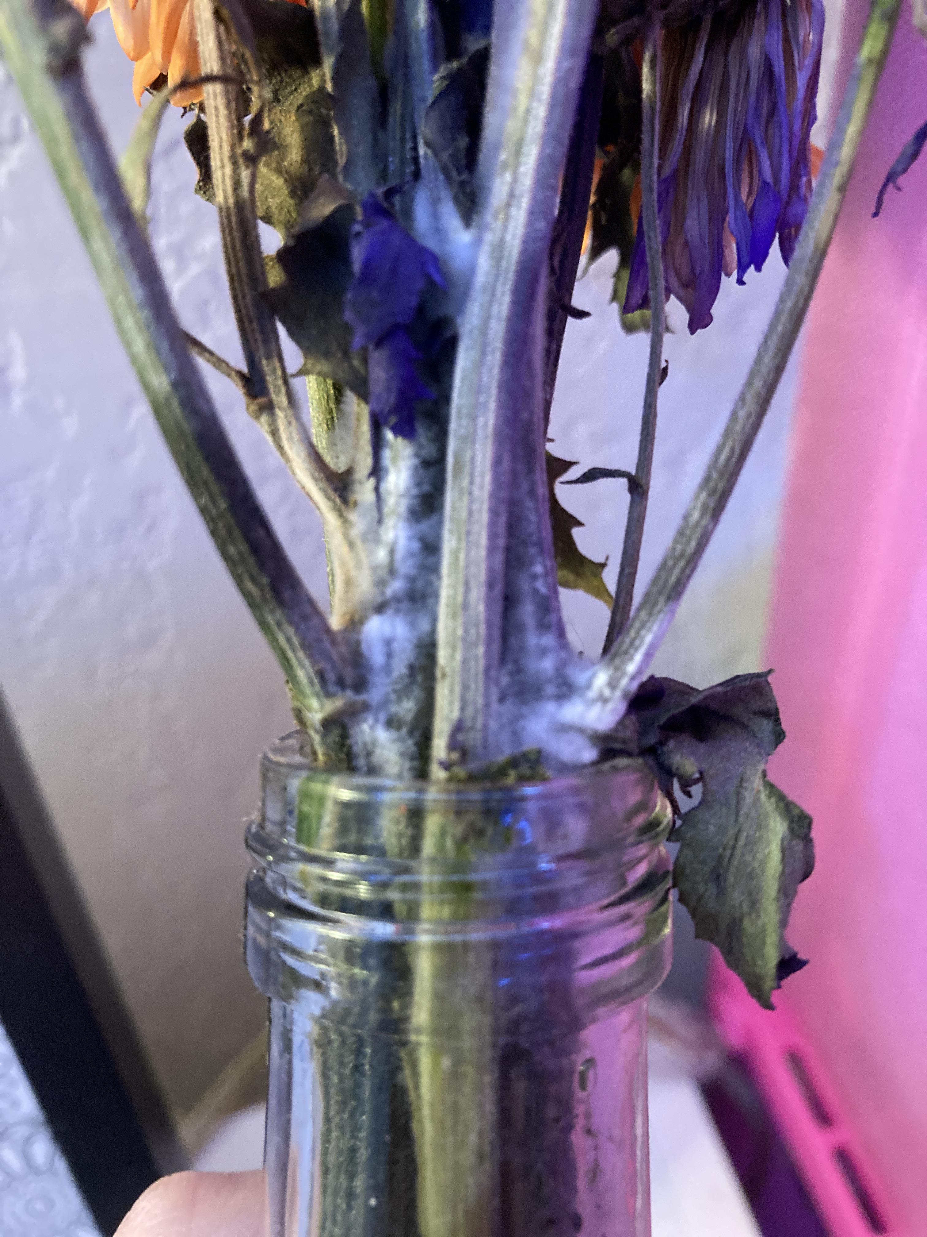 Mold growing on my flowers?? r/MoldlyInteresting