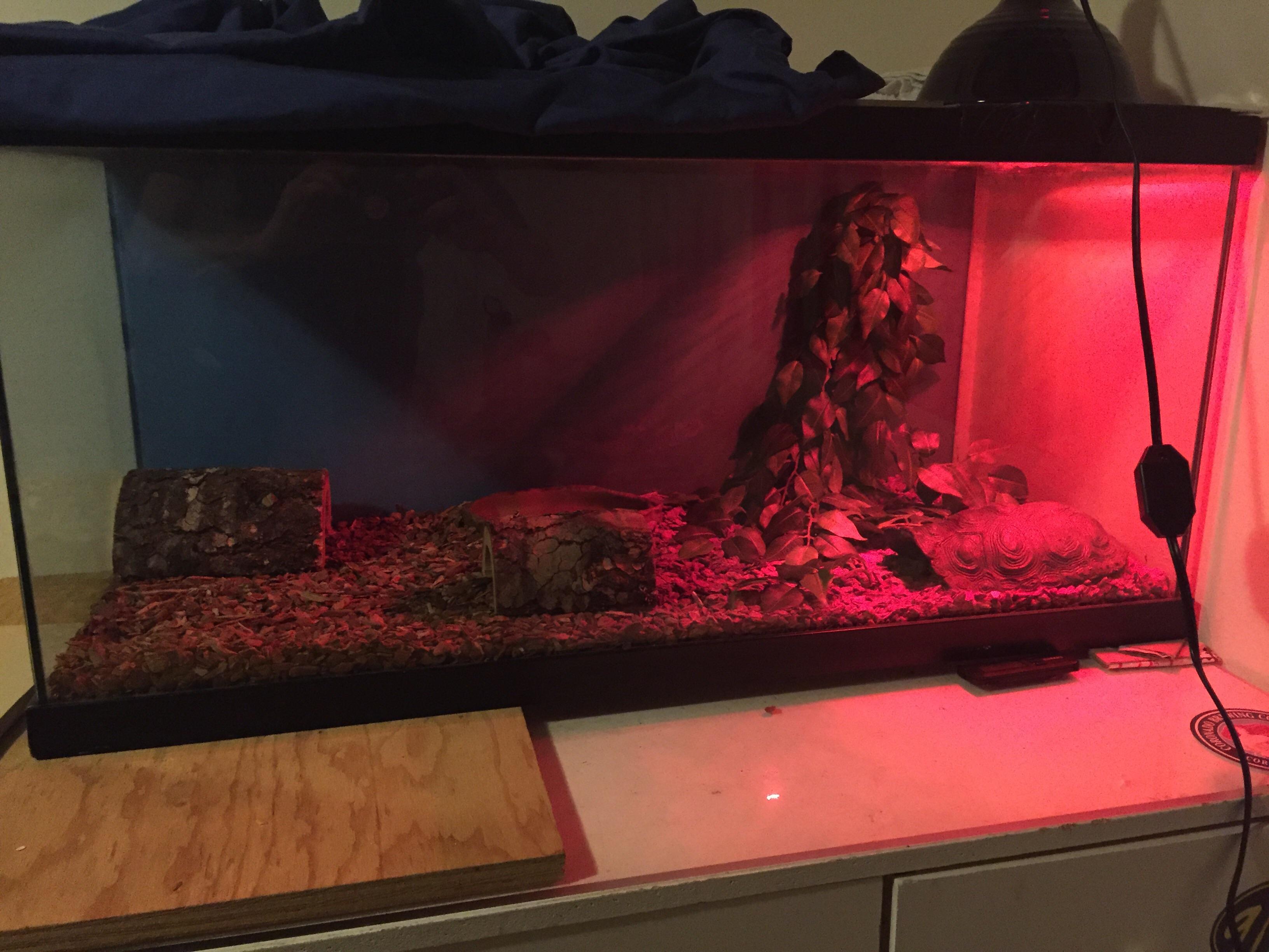 Any ideas on what to add to the home for my ball python? r/snakes