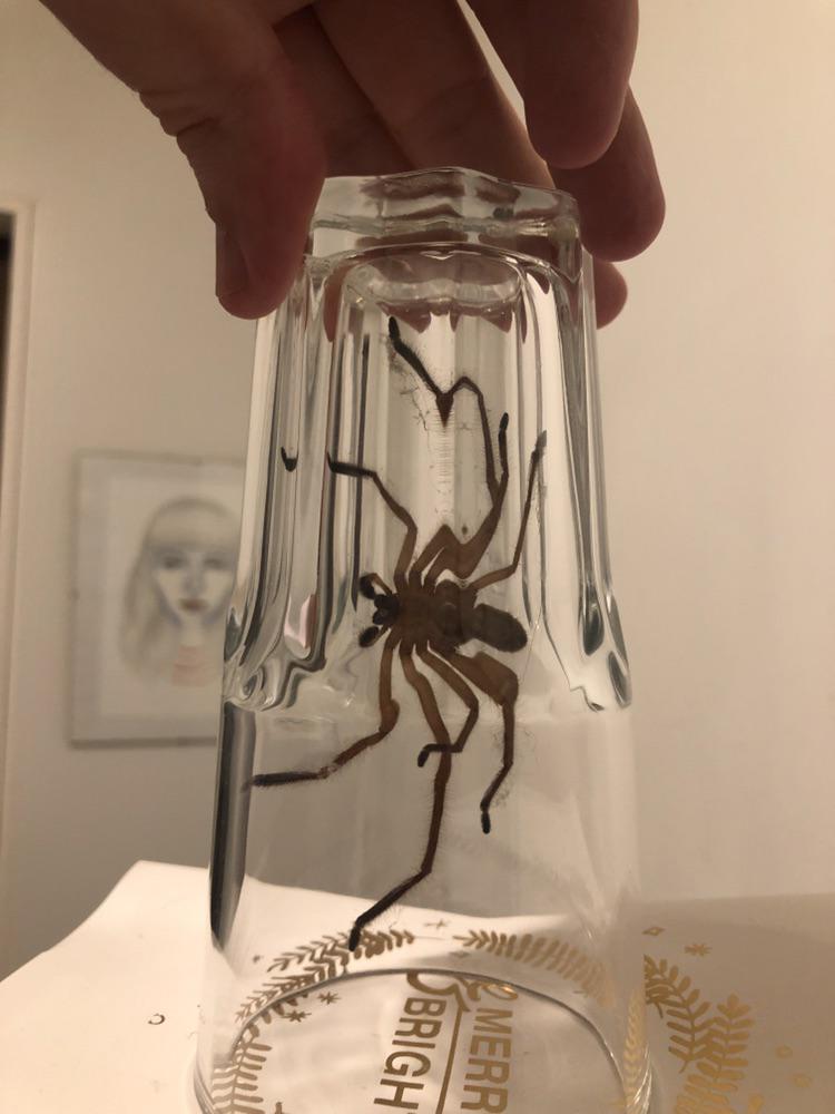 Had an Avondale spider decide to drop in r/auckland