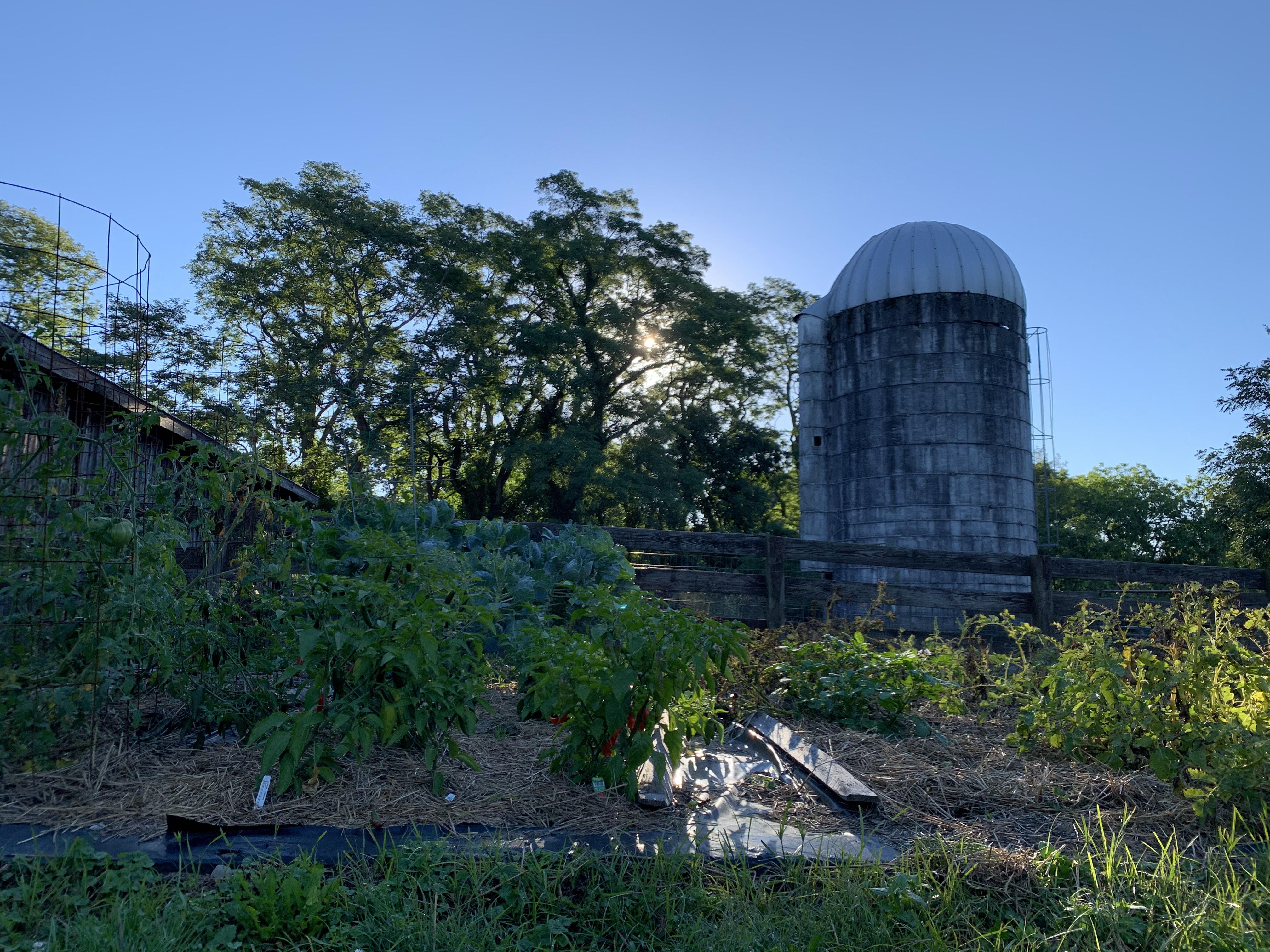 Morning in the vegetable garden ) tomatoes, Brussel sprouts, peppers