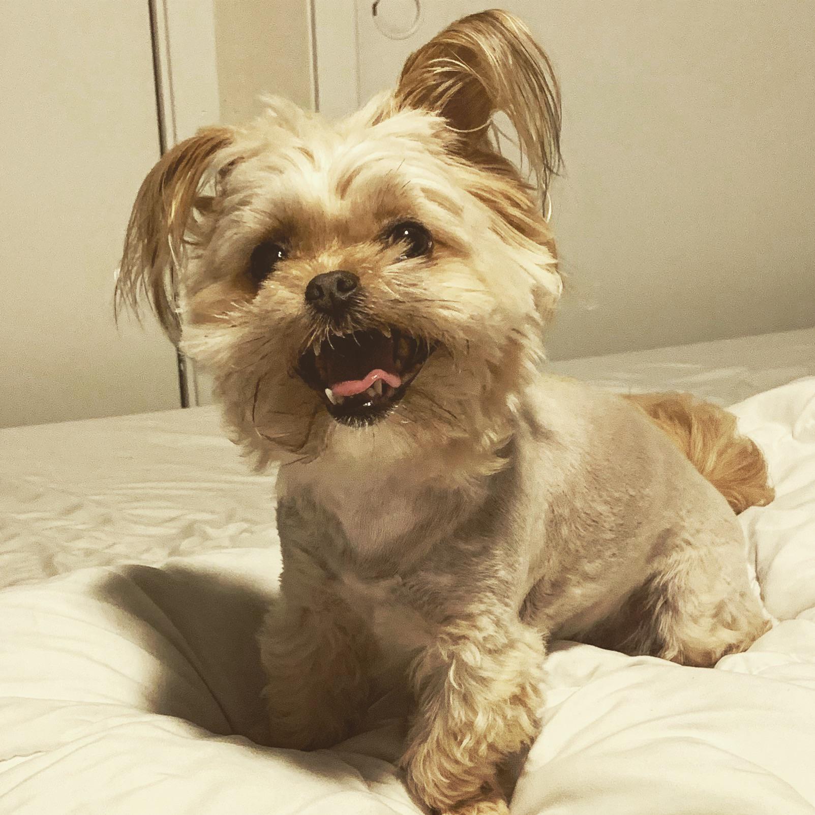 Ok so I tried grooming her for the 1st time and could NOT figure out