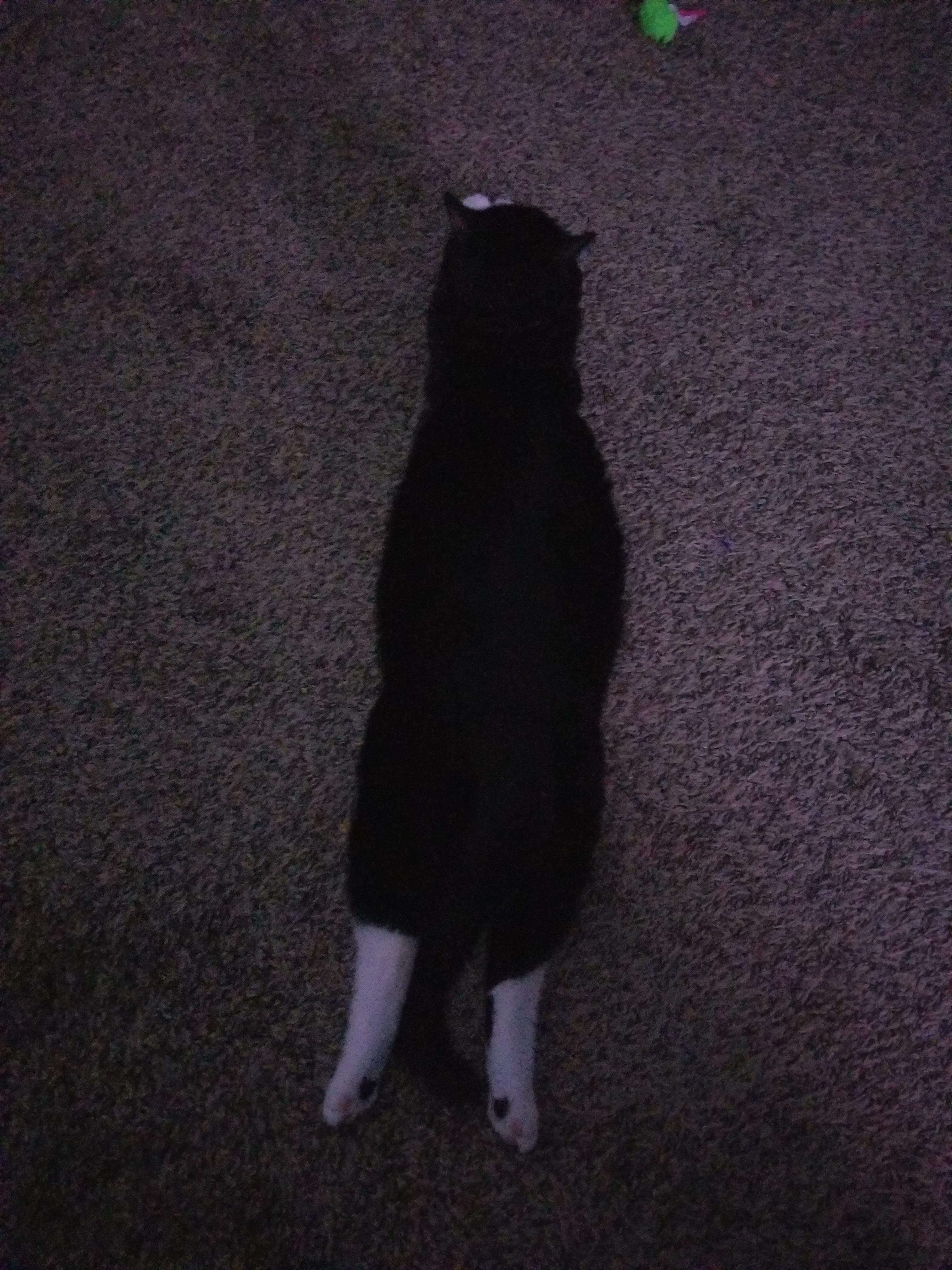 This is how my cat watches tv. It`s fun. r/cats