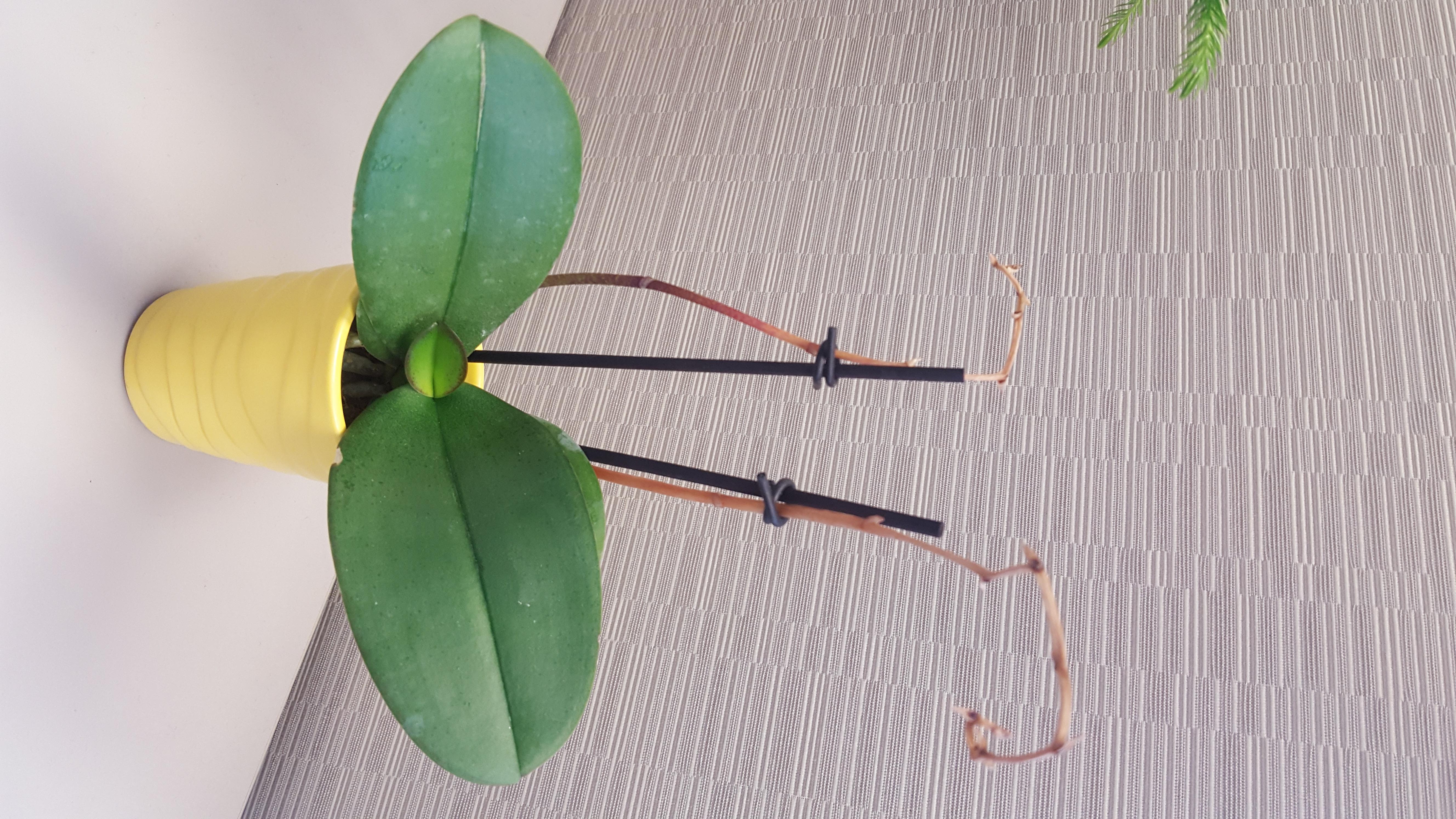 Trying to recover my coworkers orchid that has wilted while she was
