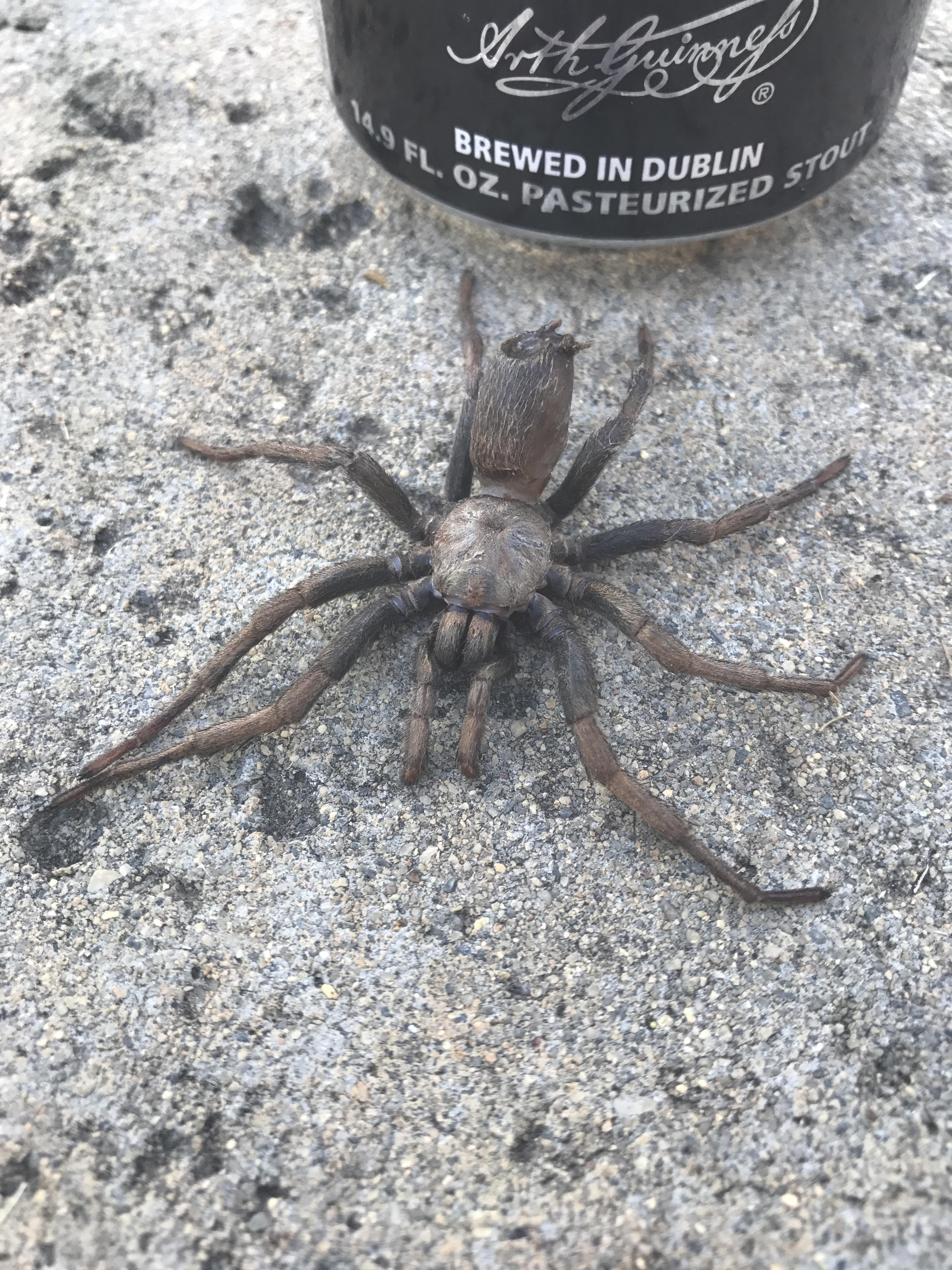 Northern California spider found think it is a Desert Tarantula? r