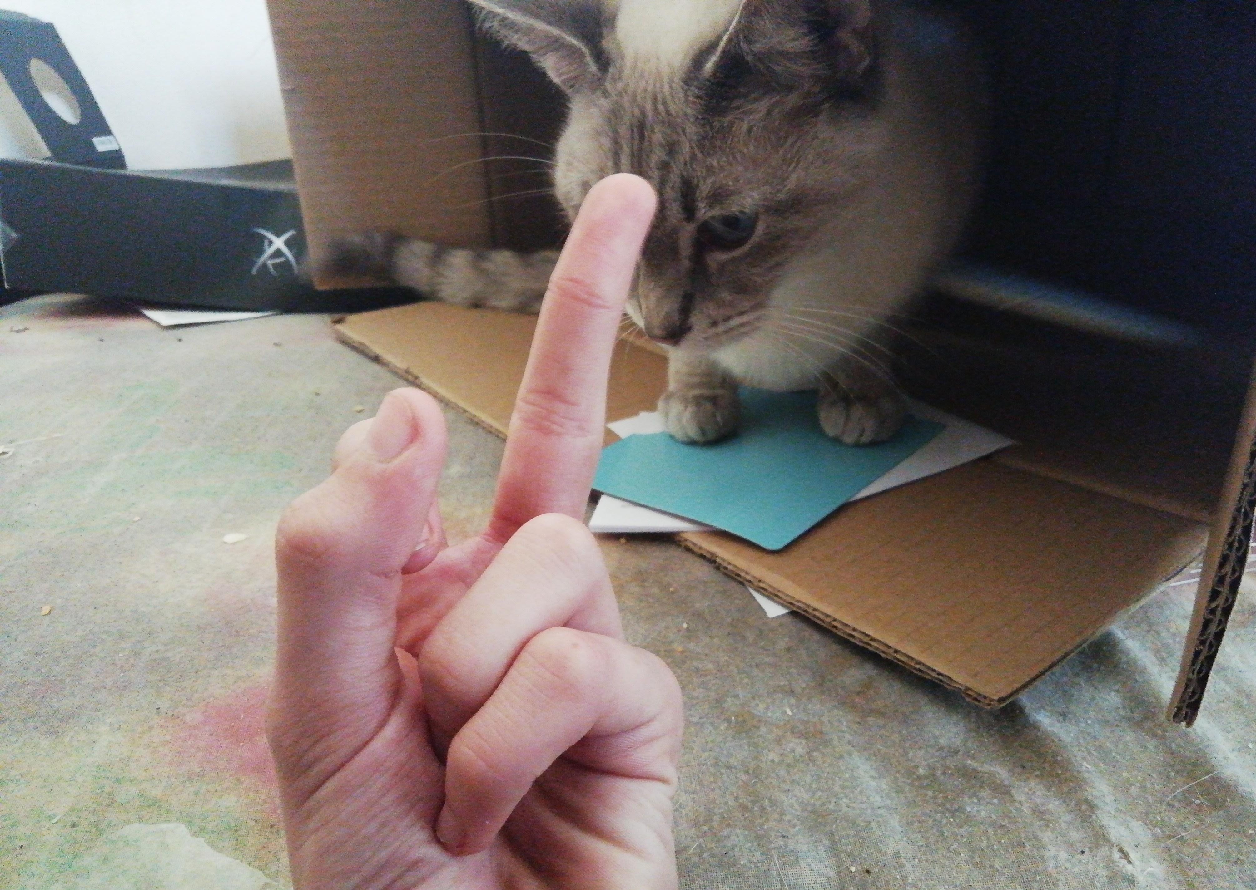 This is for biting my headphone cord flippingoffcats