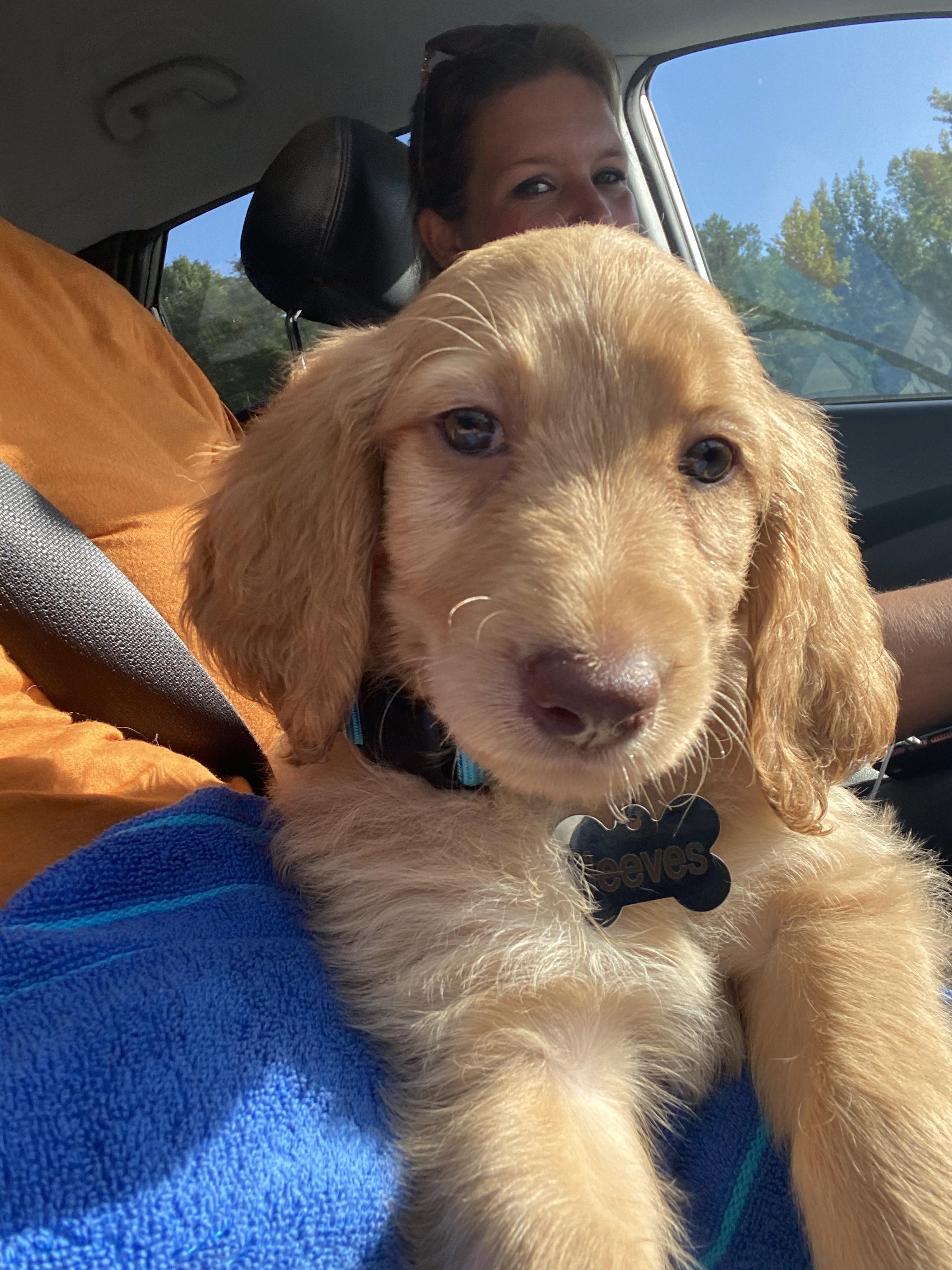 Petite golden retriever x poodle. Anyone else have this