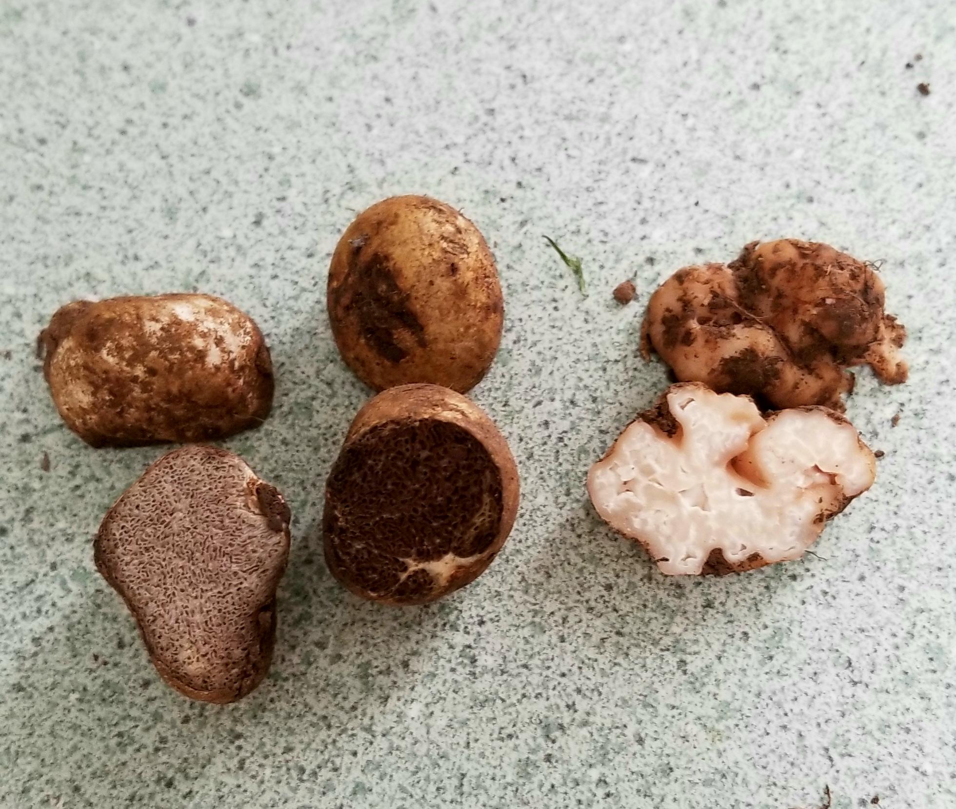 Help me know which one is the true Oregon White Truffle! r/Truffles