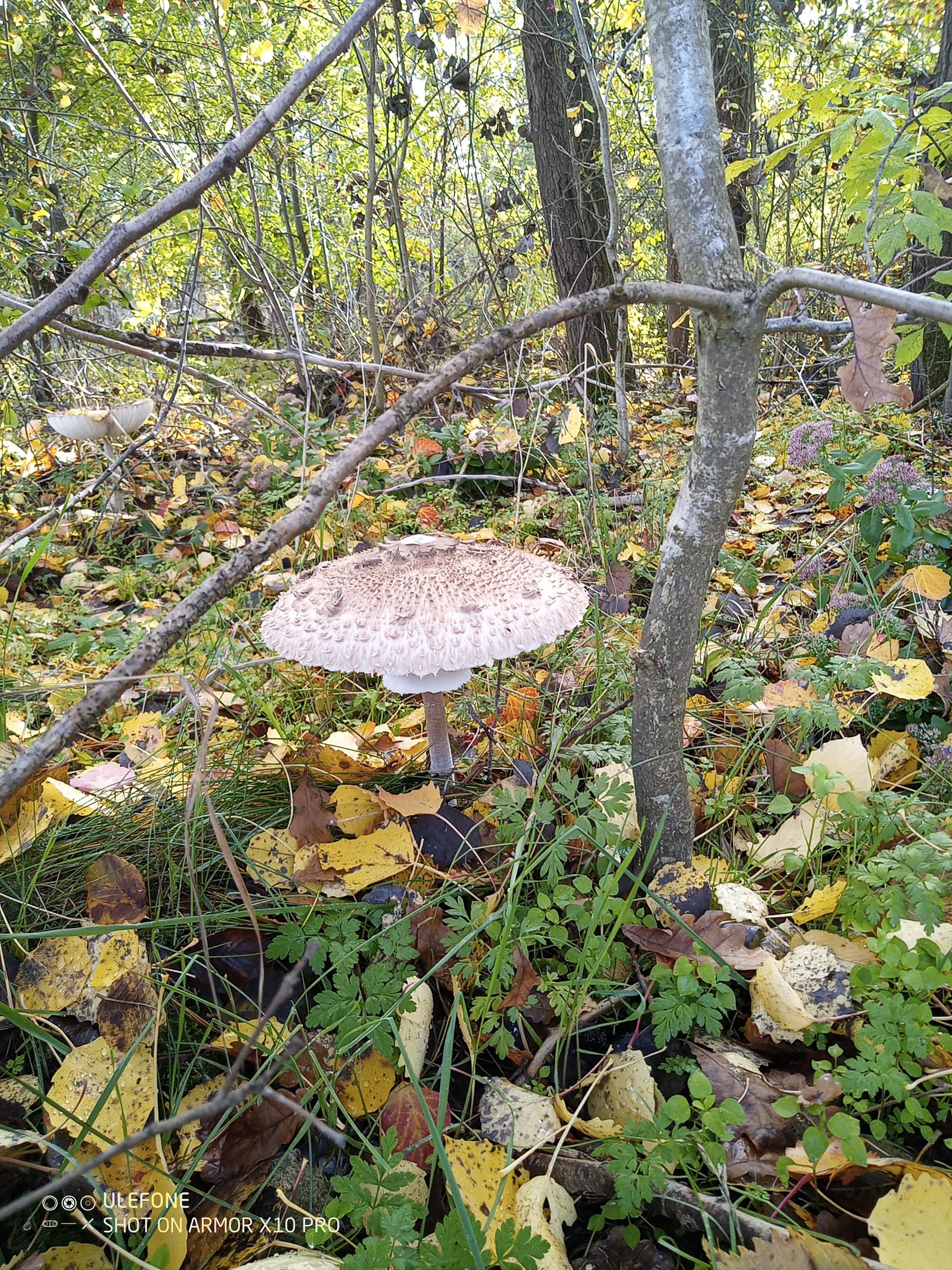 Beauty r/mushroom_hunting