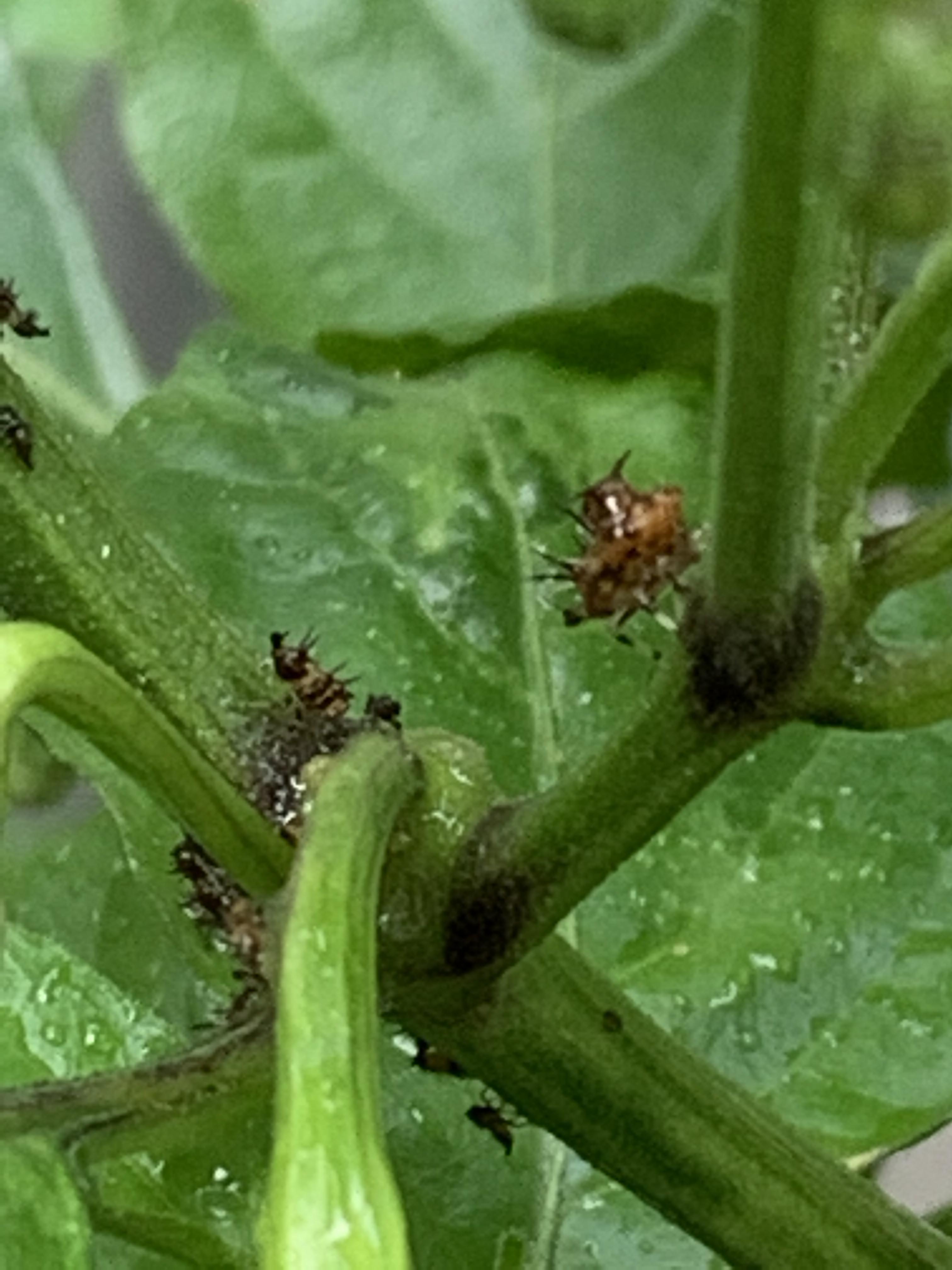 Anyone know what these spiky bugs are on my pepper plants? r/HotPeppers