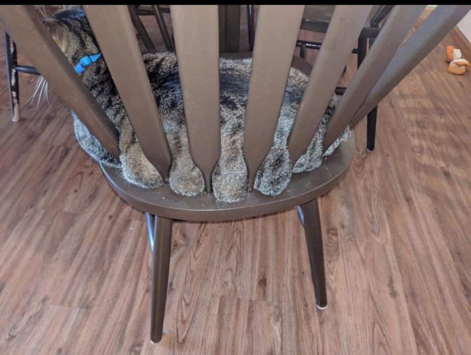 o lawd he fat rolls too gotdamn big for he chair r/Chonkers