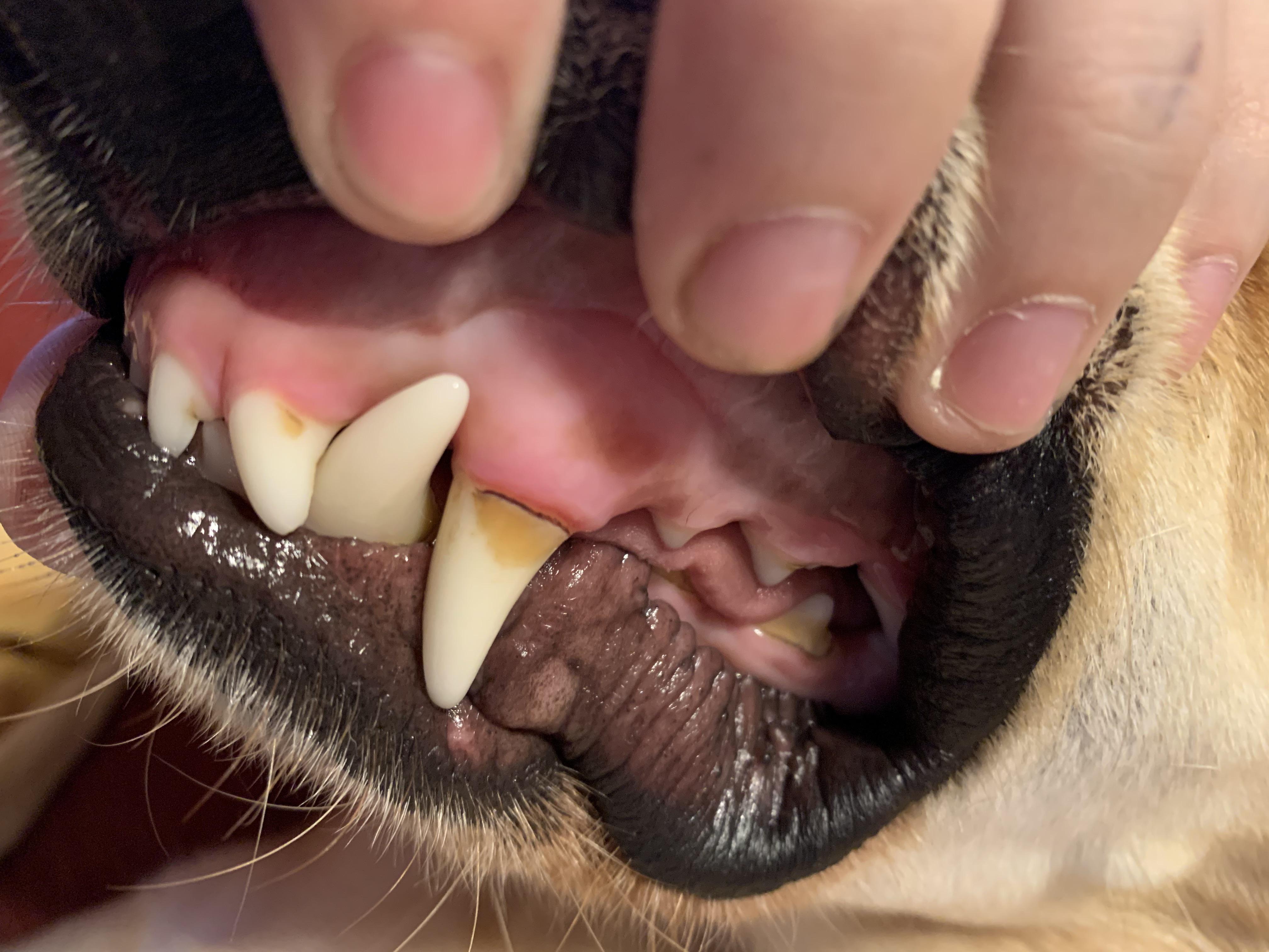 Calculus Teeth Dog