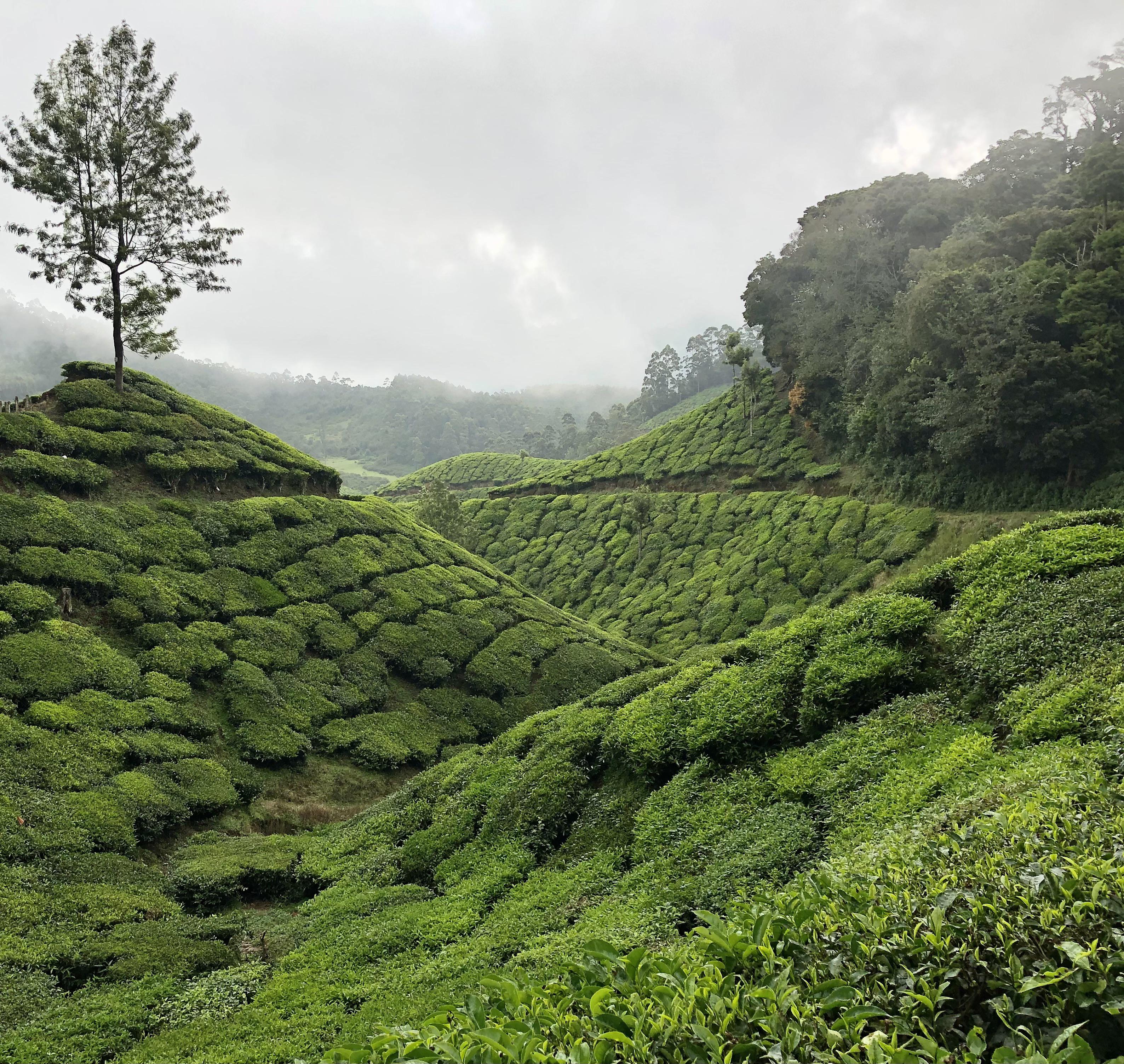 Munnar tea fields, India tea