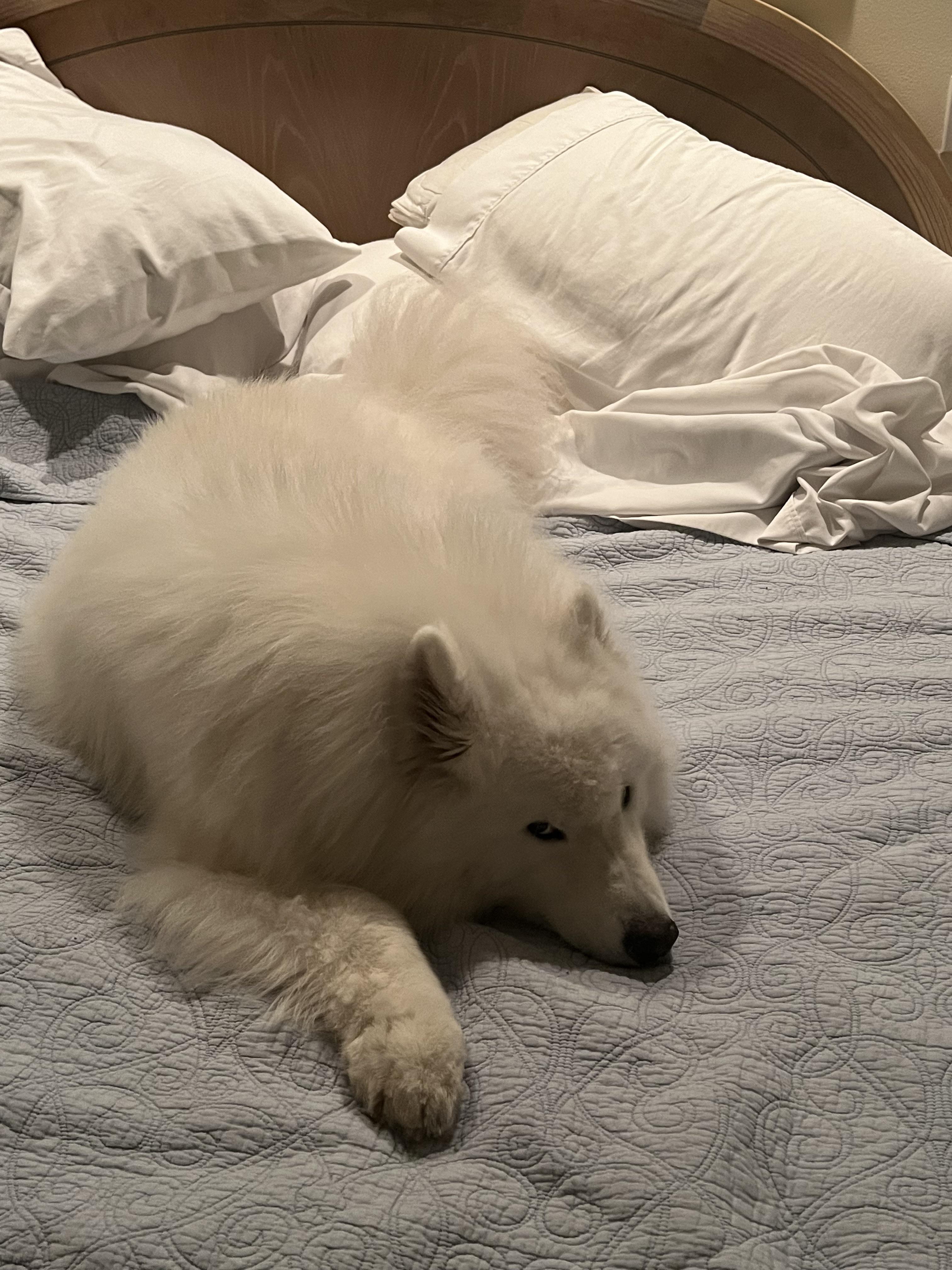 Storm came through, this is where I found him. Hum, guess that’s a good