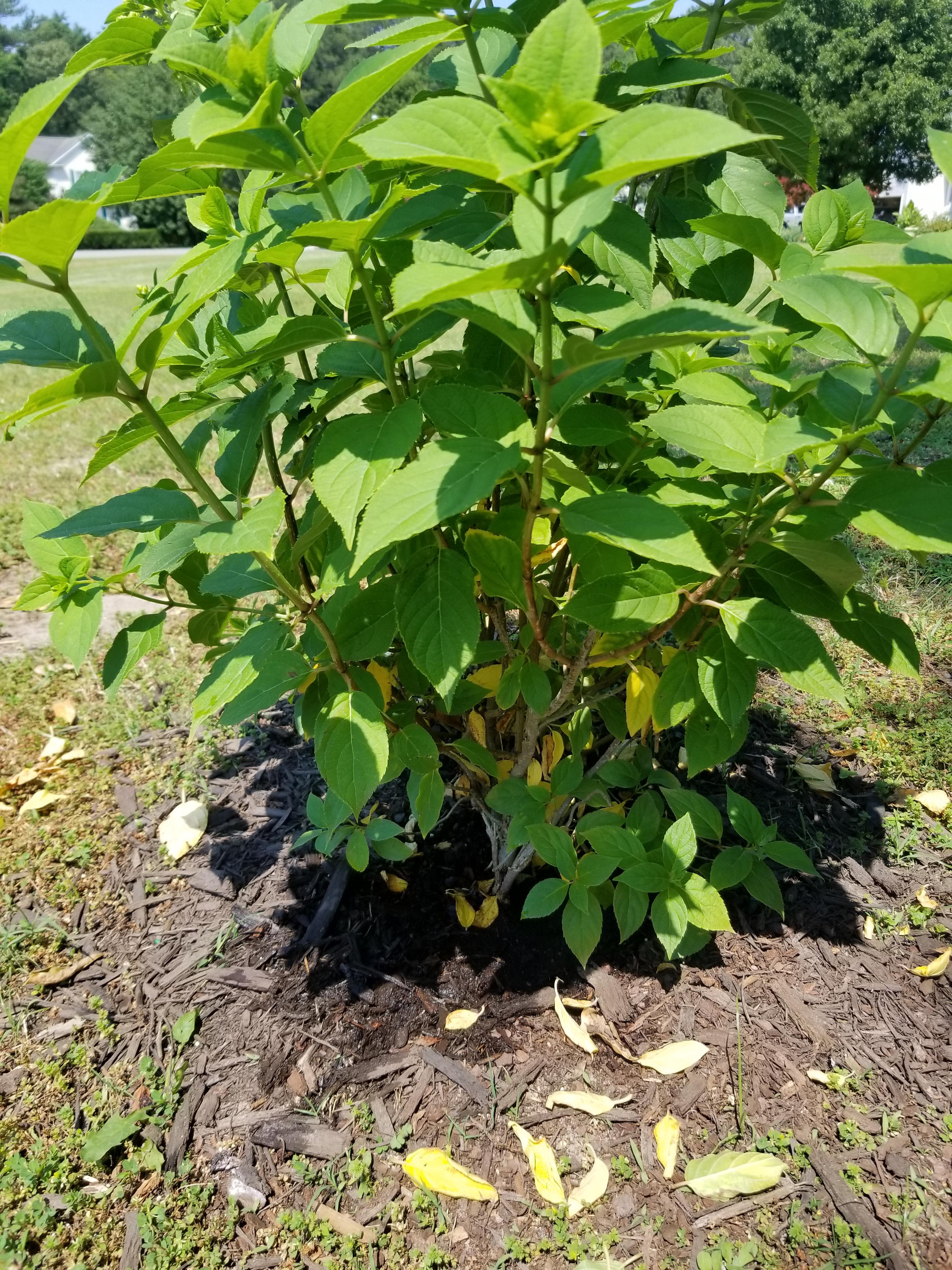 Limelight hydrangea yellowing and dropping leaves r/plantclinic