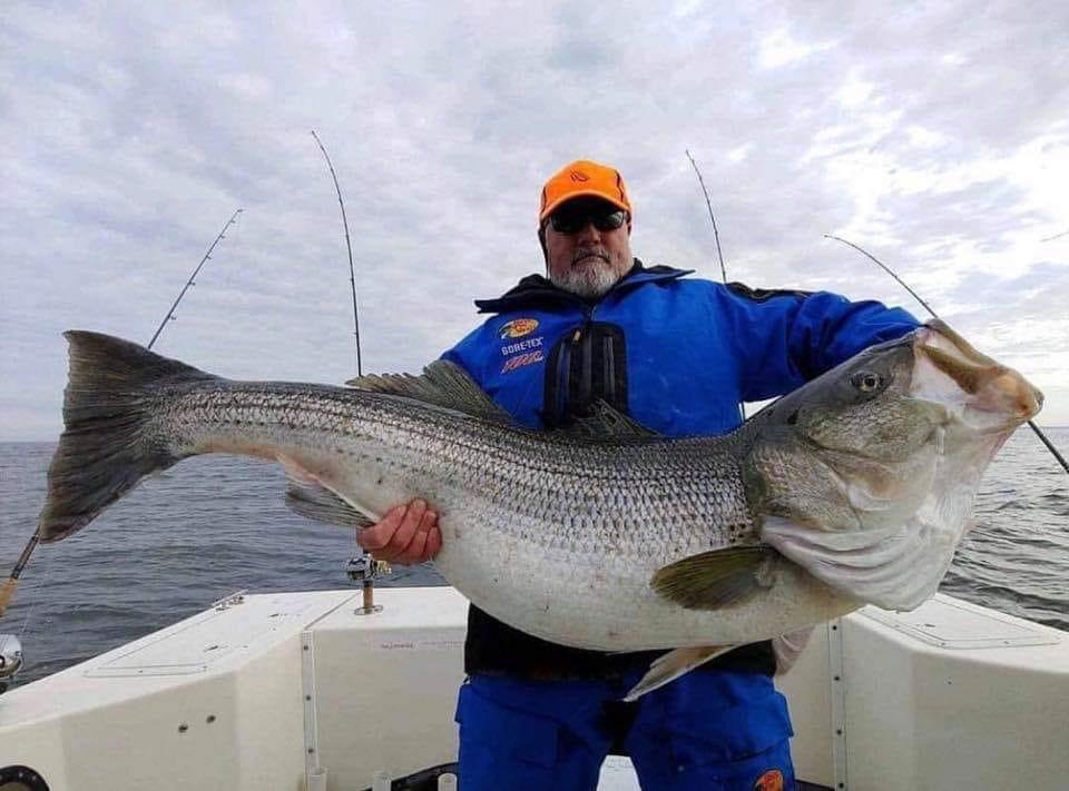 This World Record Of A Stripped Bass 81.88lbs! r/TheAbditory