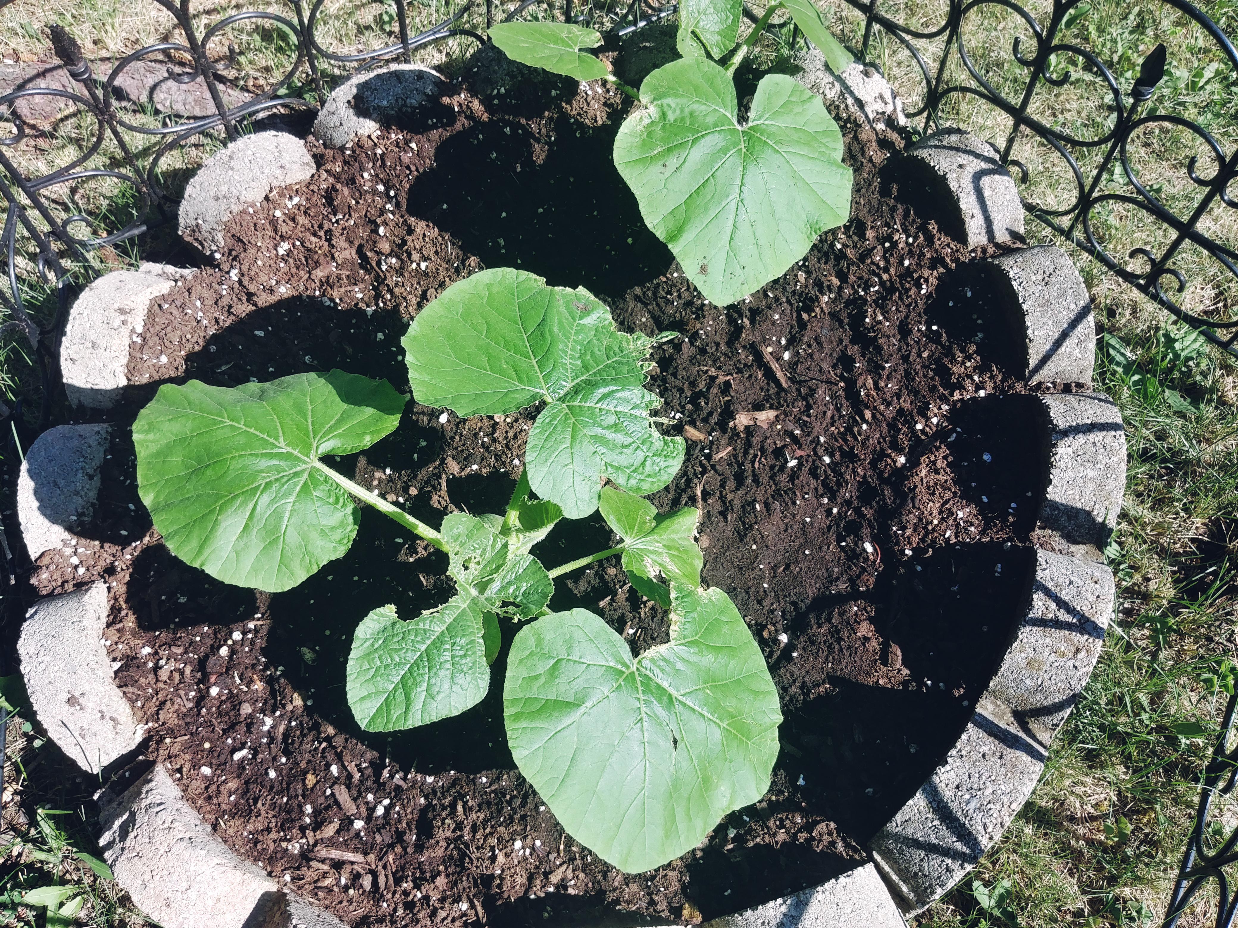 What is eating my pumpkin plant. How can I stop it? Thanks. r/Pumpkins