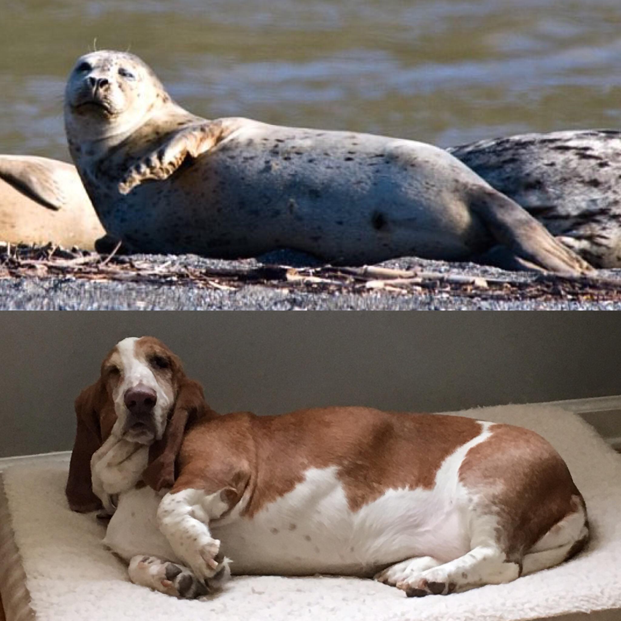 My dog... the land seal (xpost from r/funny) r/aww