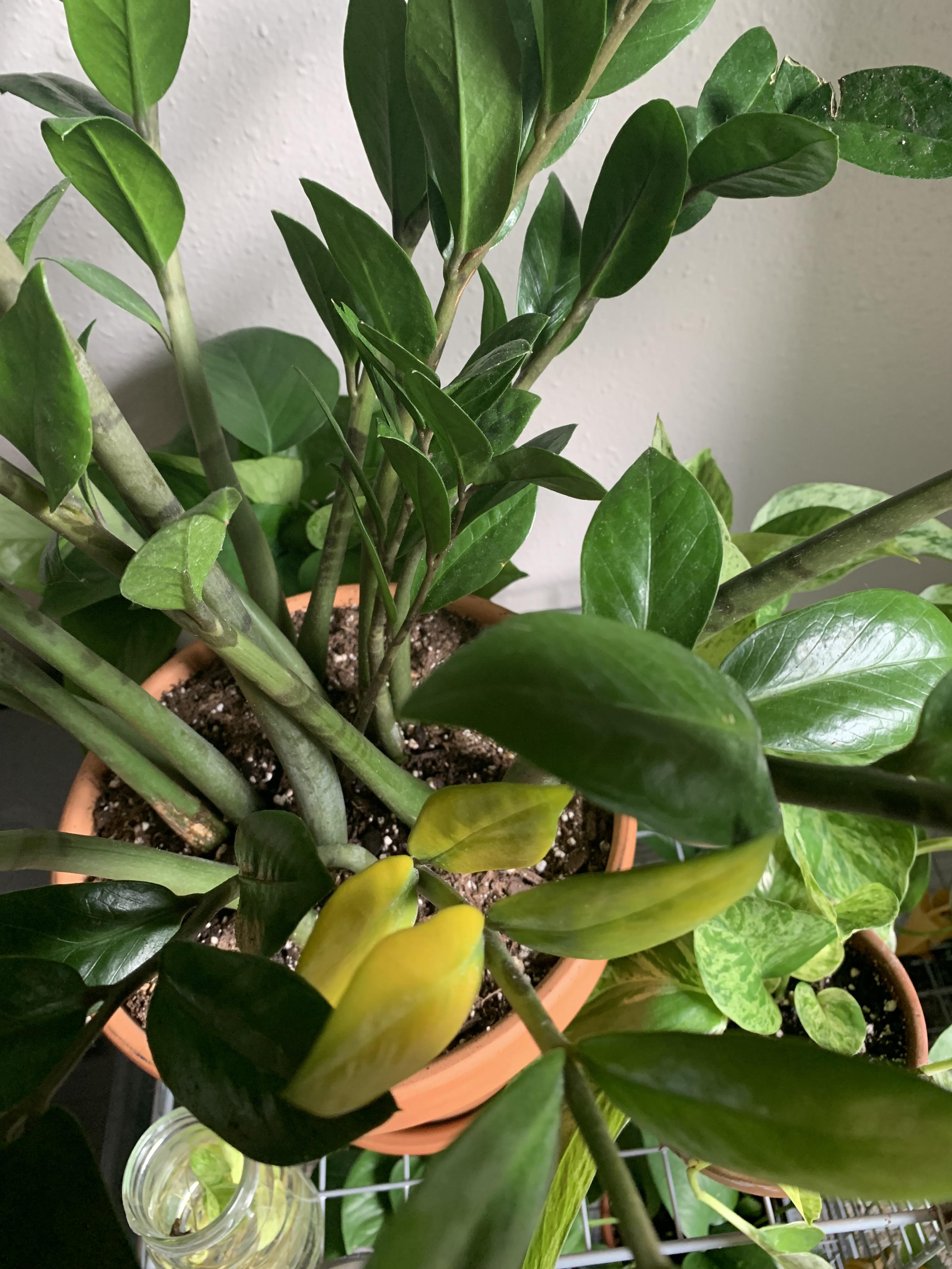 Leaves yellowing from the bottom up. I replanted my root bound ZZ plant
