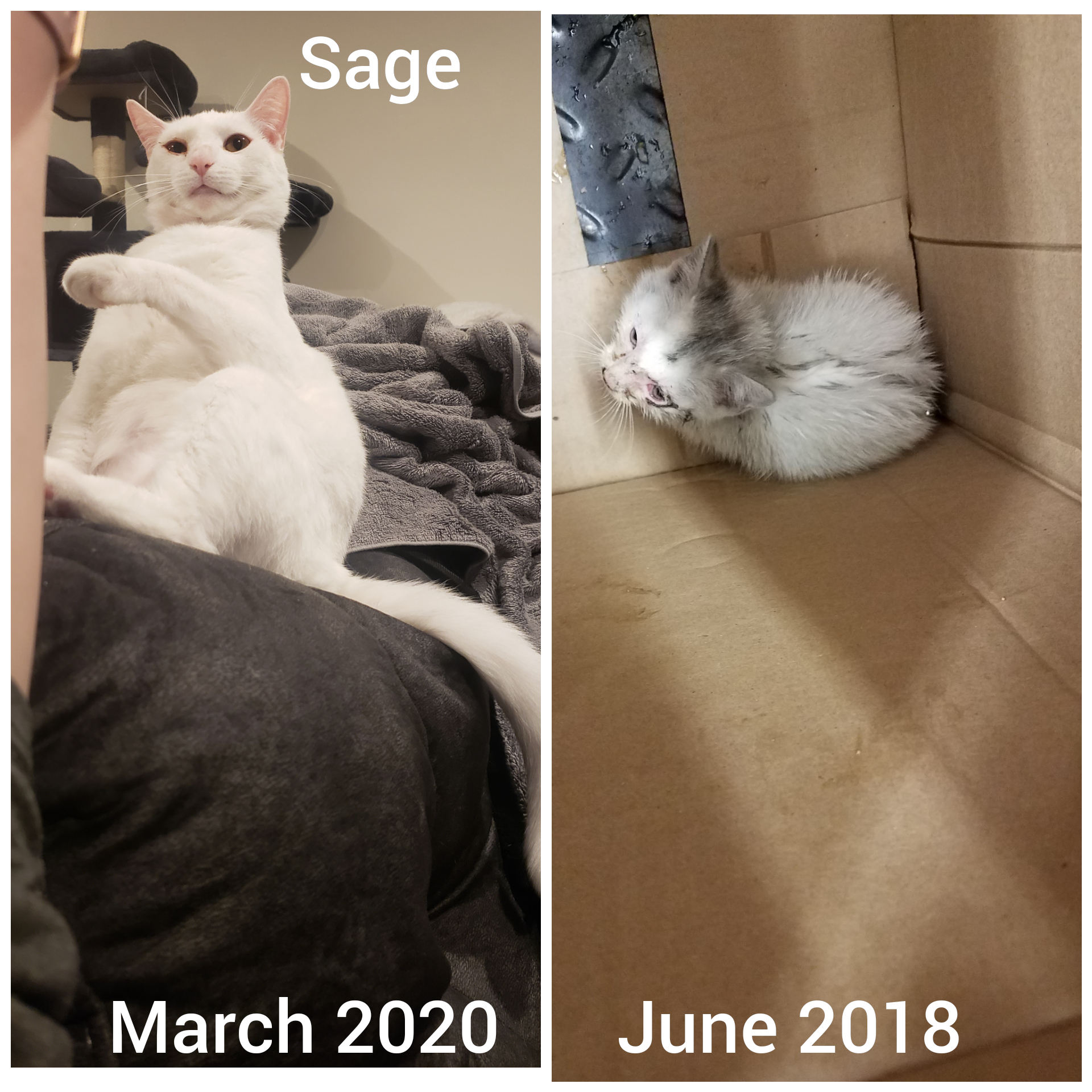 My first baby. She crawled into my engine to hide from the rain on a