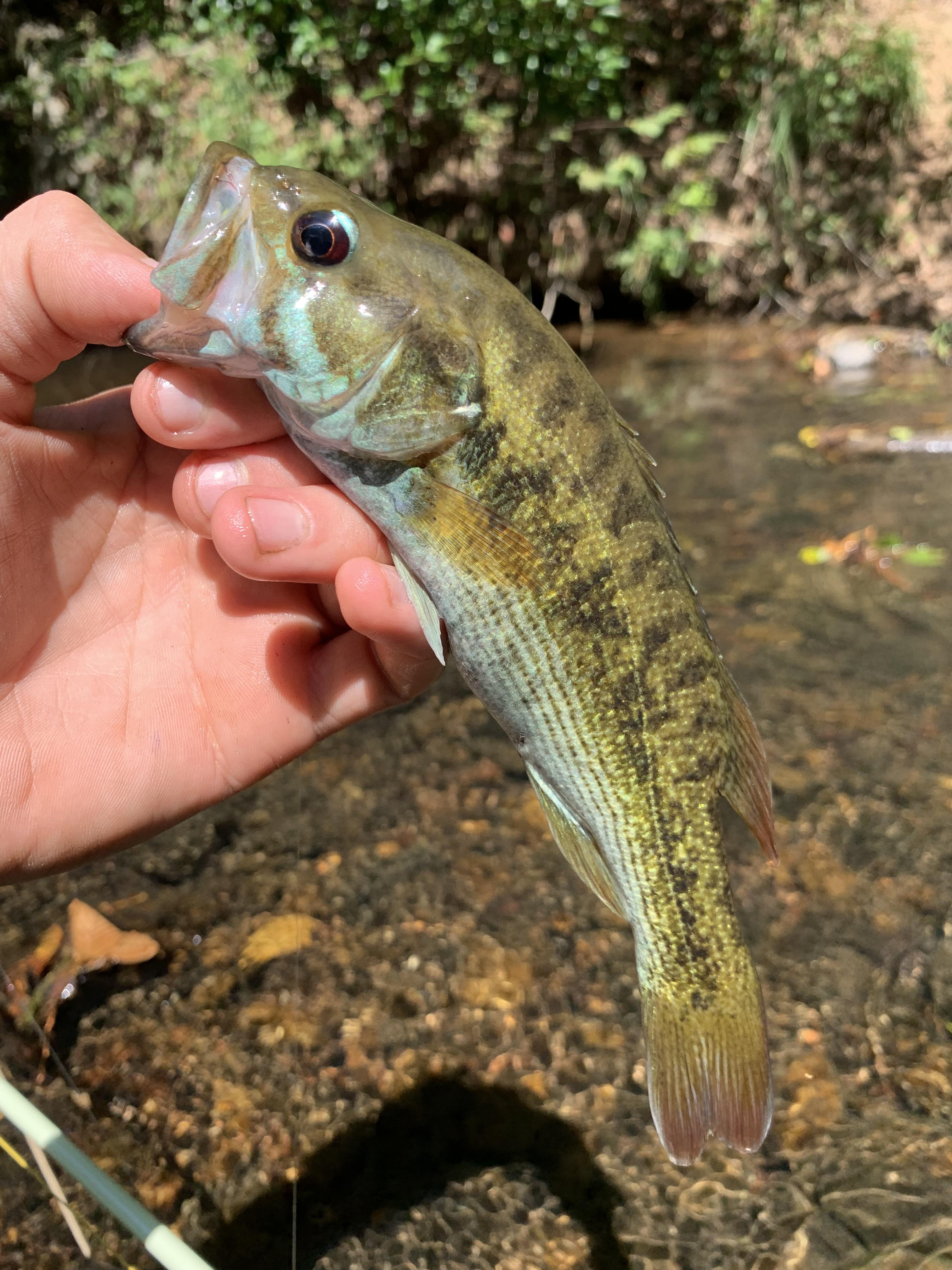 The Alabama brook trout bite has been 🔥 r/bluelining