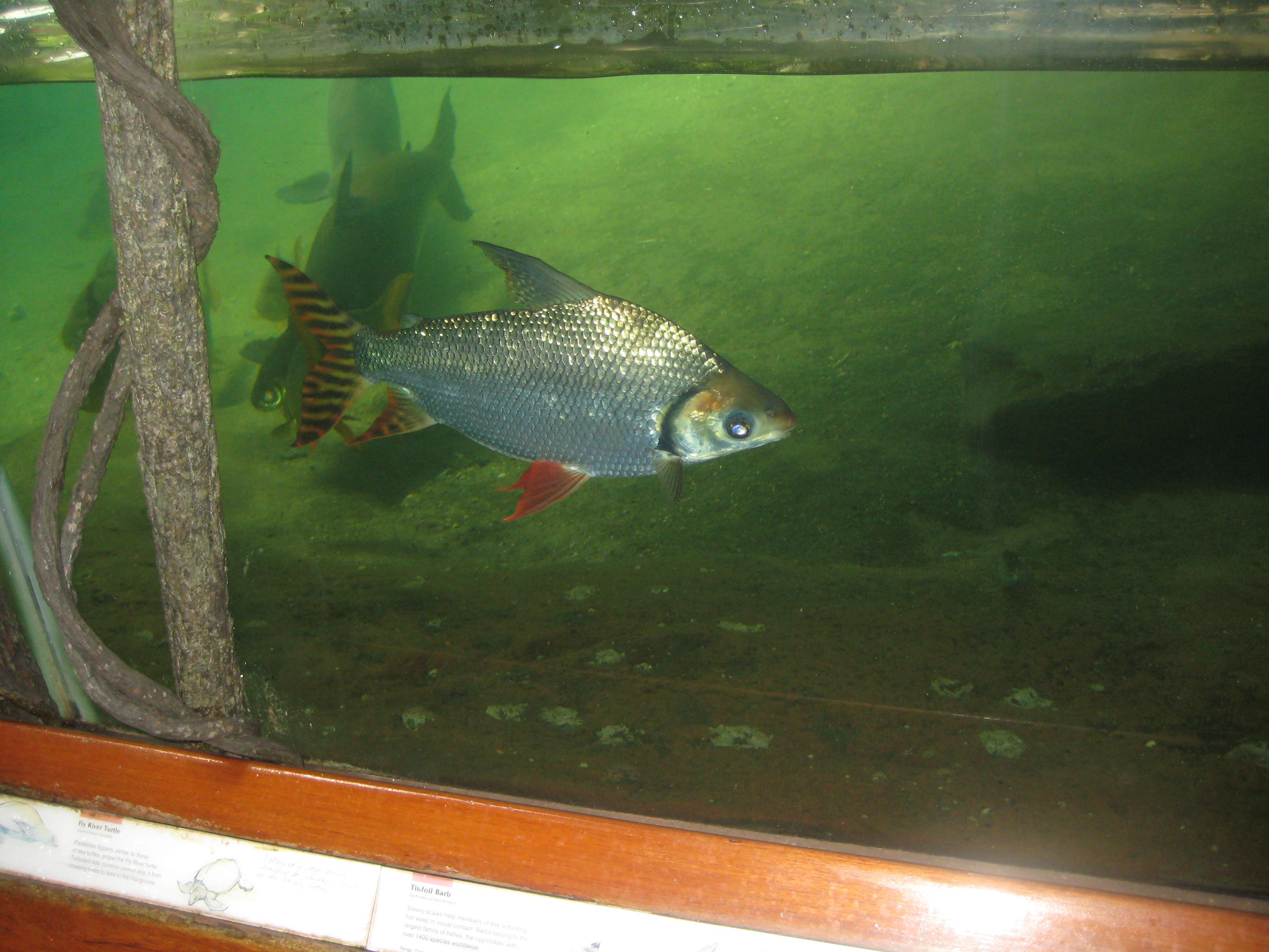 Jungle World in Bronx Zoo can anyone identify the fish in the