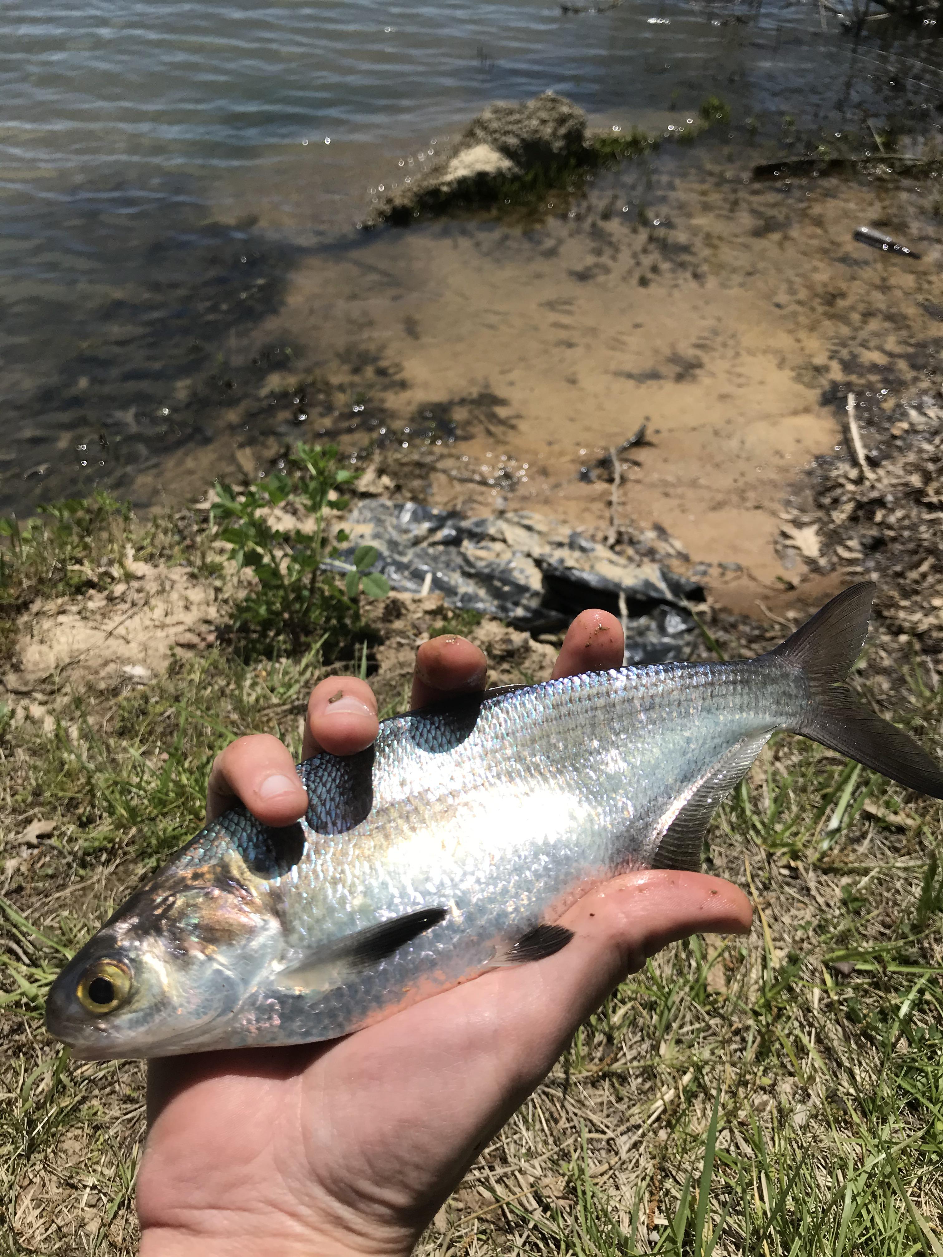 From a freshwater Illinois lake, minnow family(?) r/Fishing