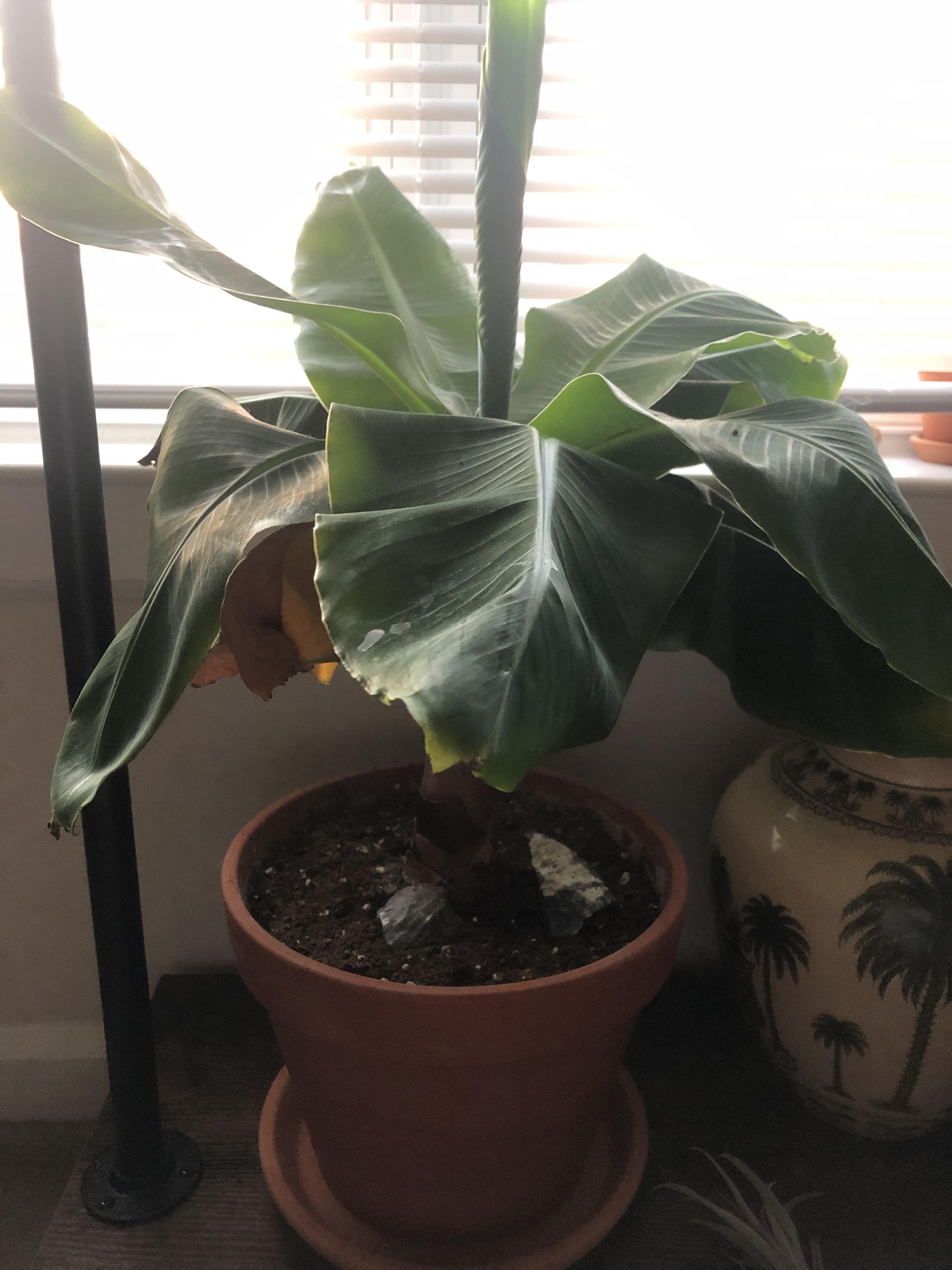 Banana plant yellowing, had been fine for months green & perky
