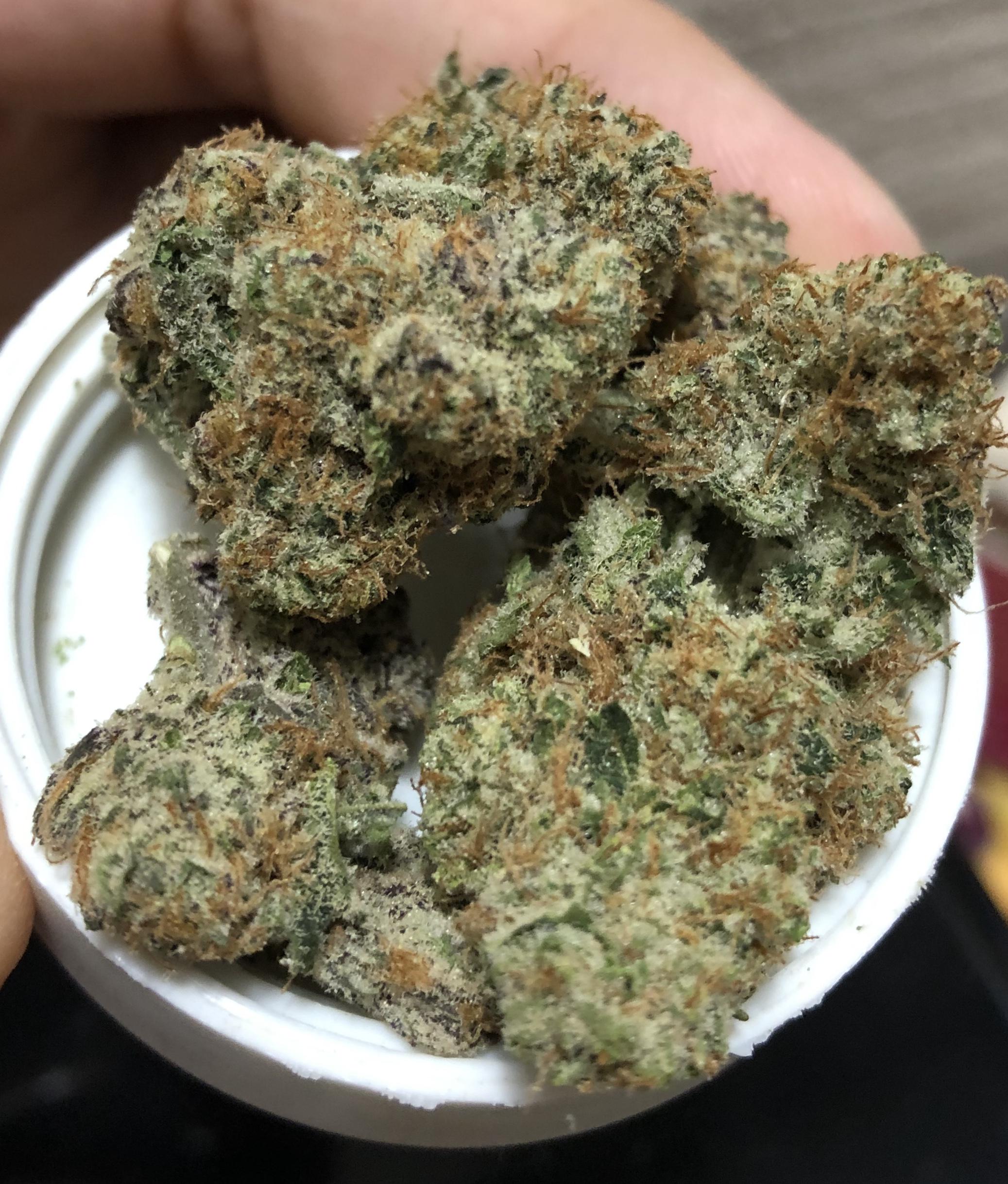 Bitter Sweetz 16 GrowHealthy Orlando r/FLMedicalTrees