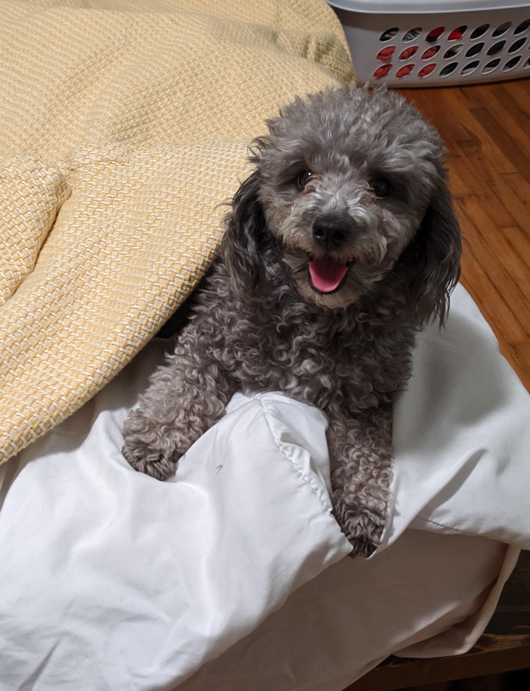 Lost toy poodle near 2700 s. 500 e. South Salt Lake City REWARD 300.