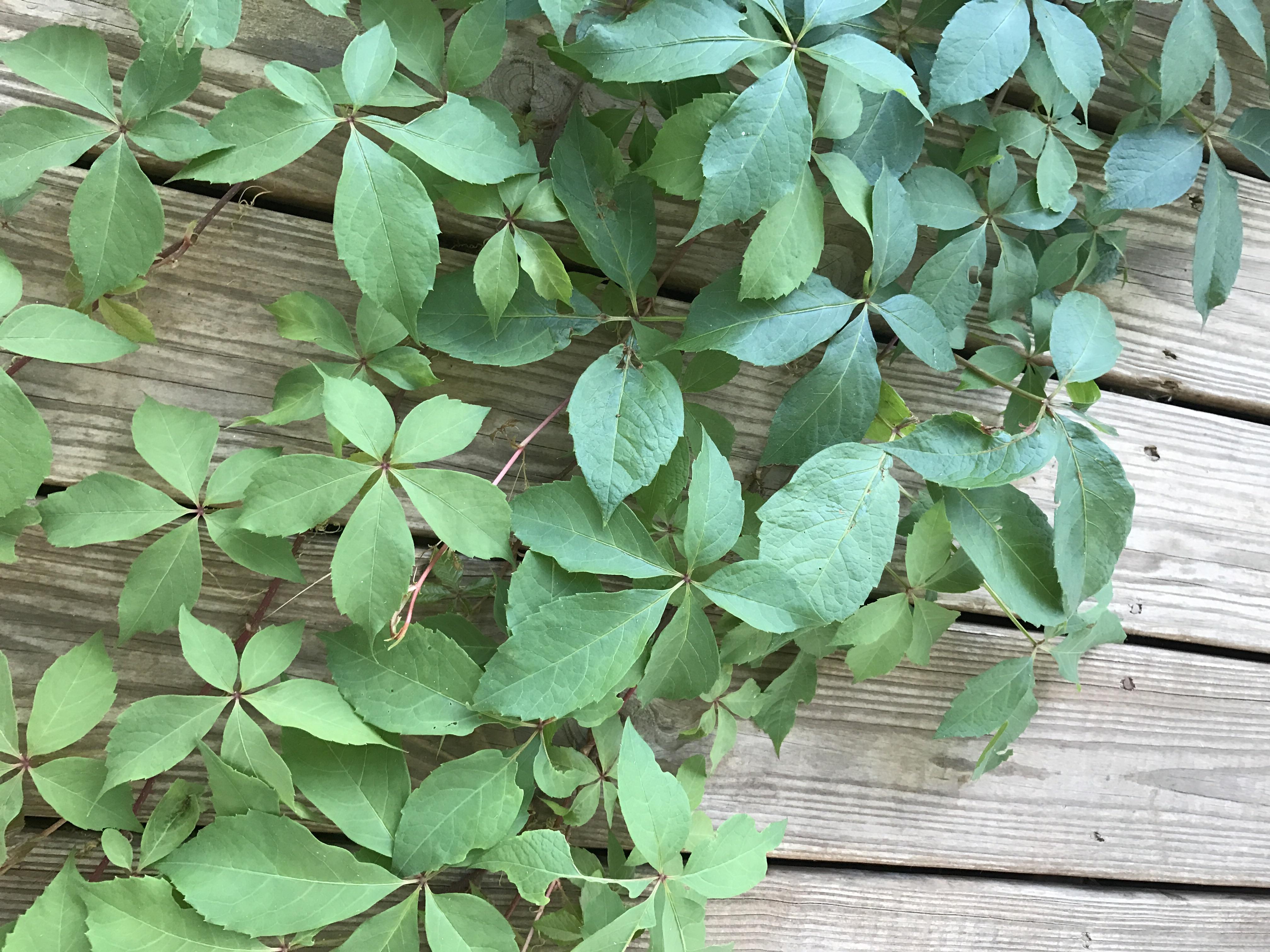 Is this consider as poison ivy or poison oak? I know the saying goes