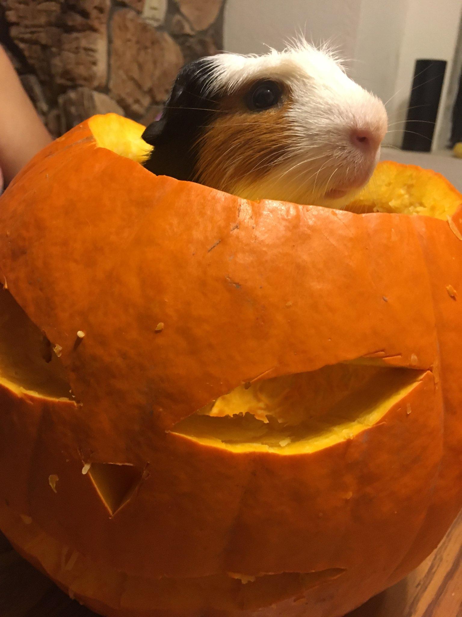 From last October, our guinea pigs exploring ppumpkins we just carved