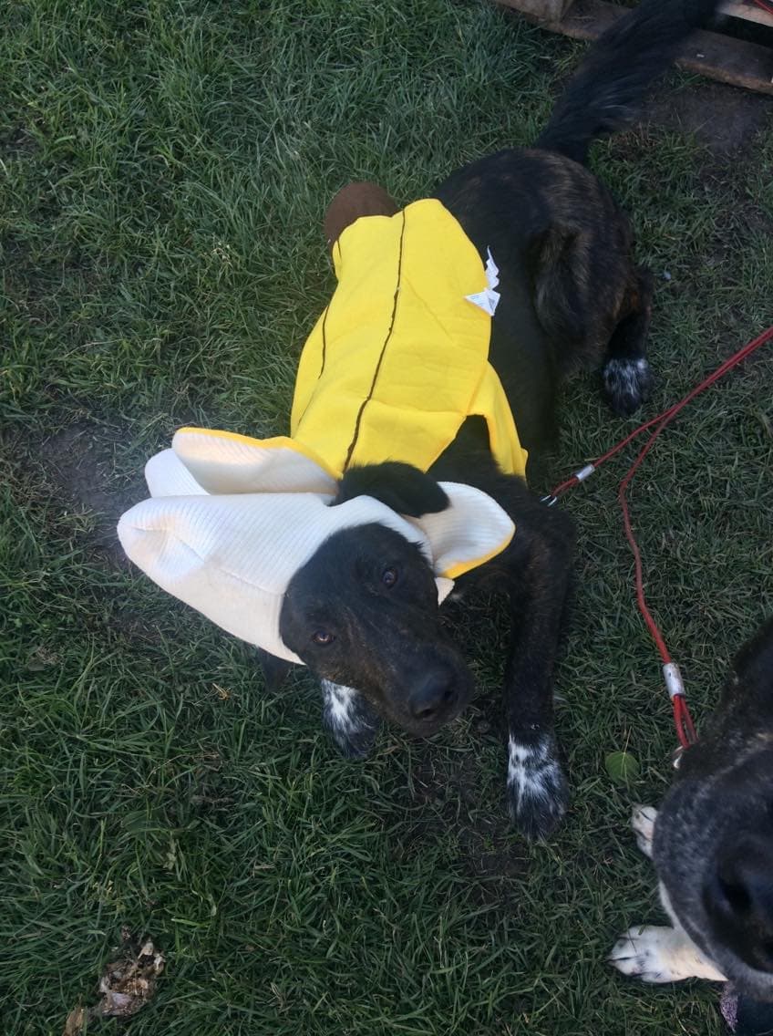 This photo of my dog always makes me smile I hope it makes you smile too r/dogpictures