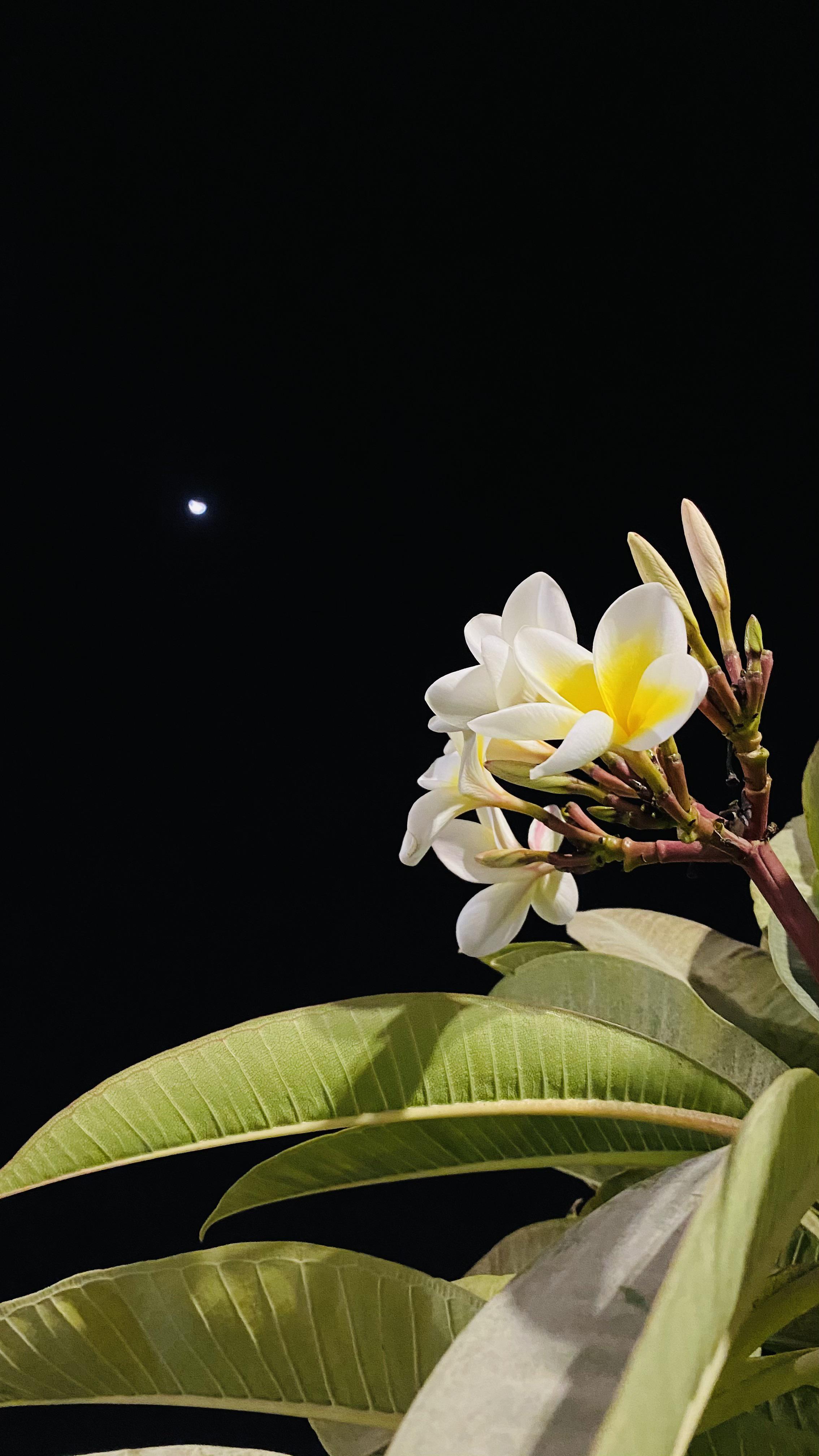 Flower in the Night r/iphonewallpapers