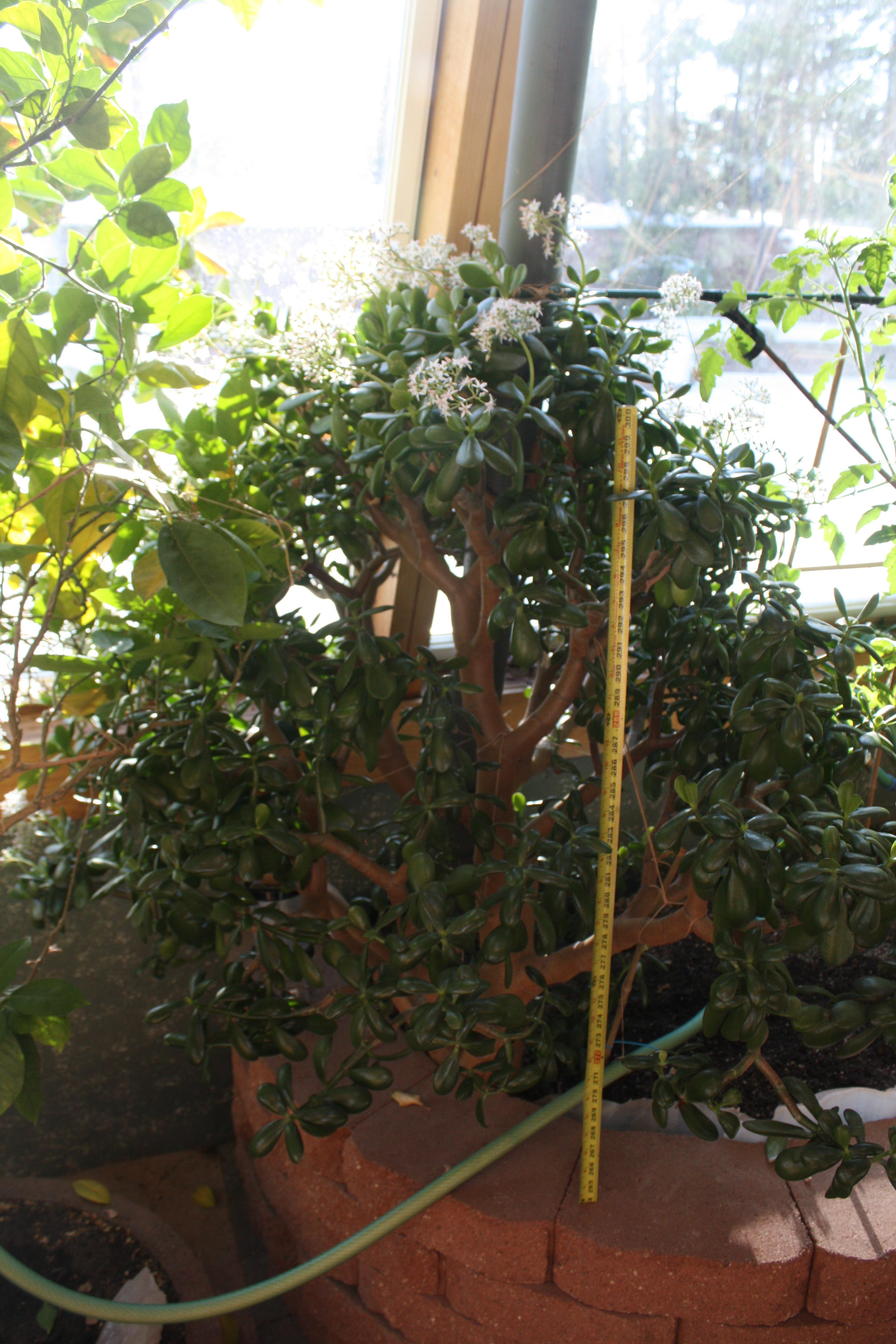 Large Jade Plant Transplant Advice? r/succulents