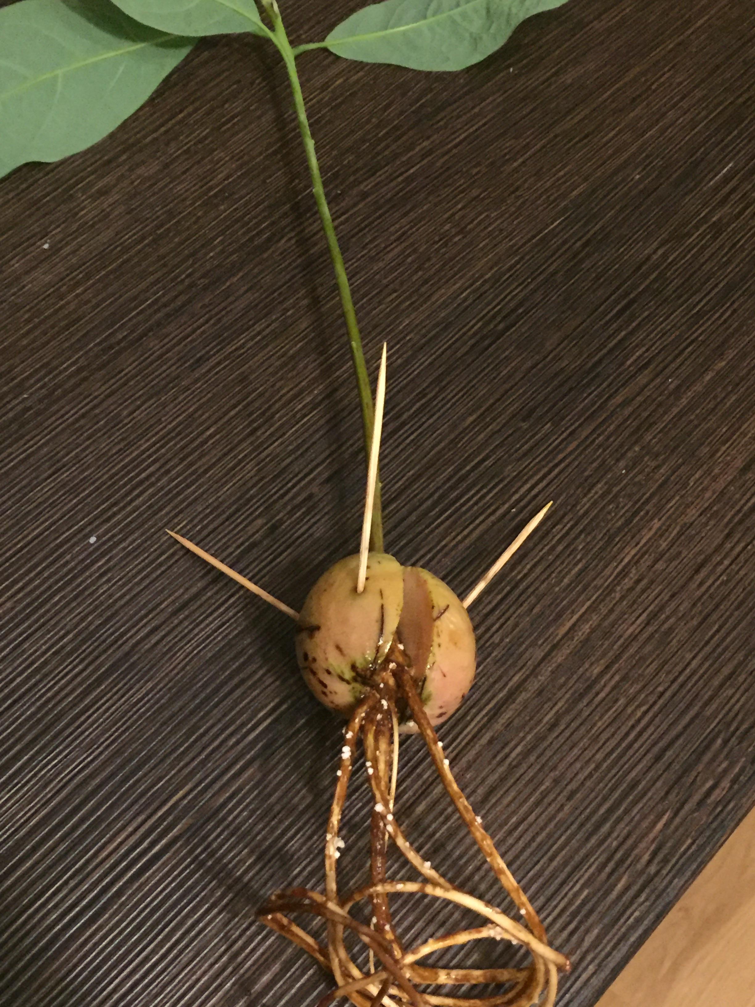 I keep having fungus problems with my avocado plant, is there anyway to