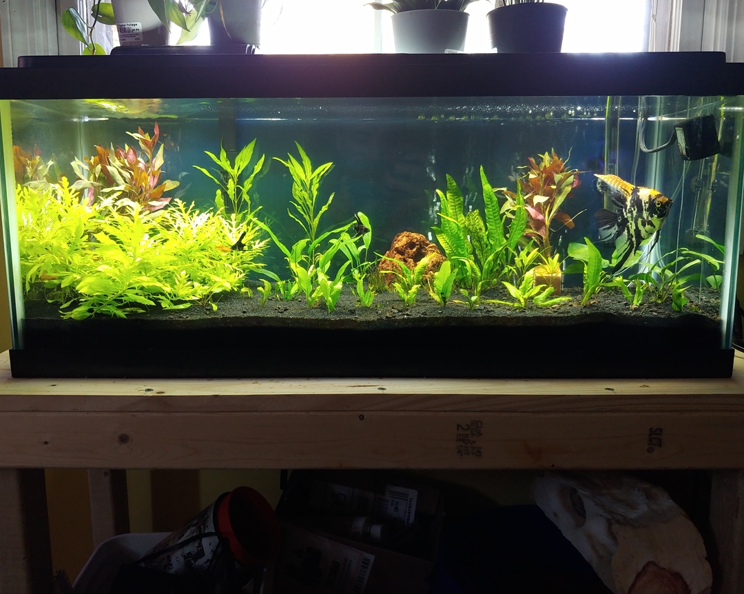 New aqueon optibright+ 30, a few new fish, changed up the plants and