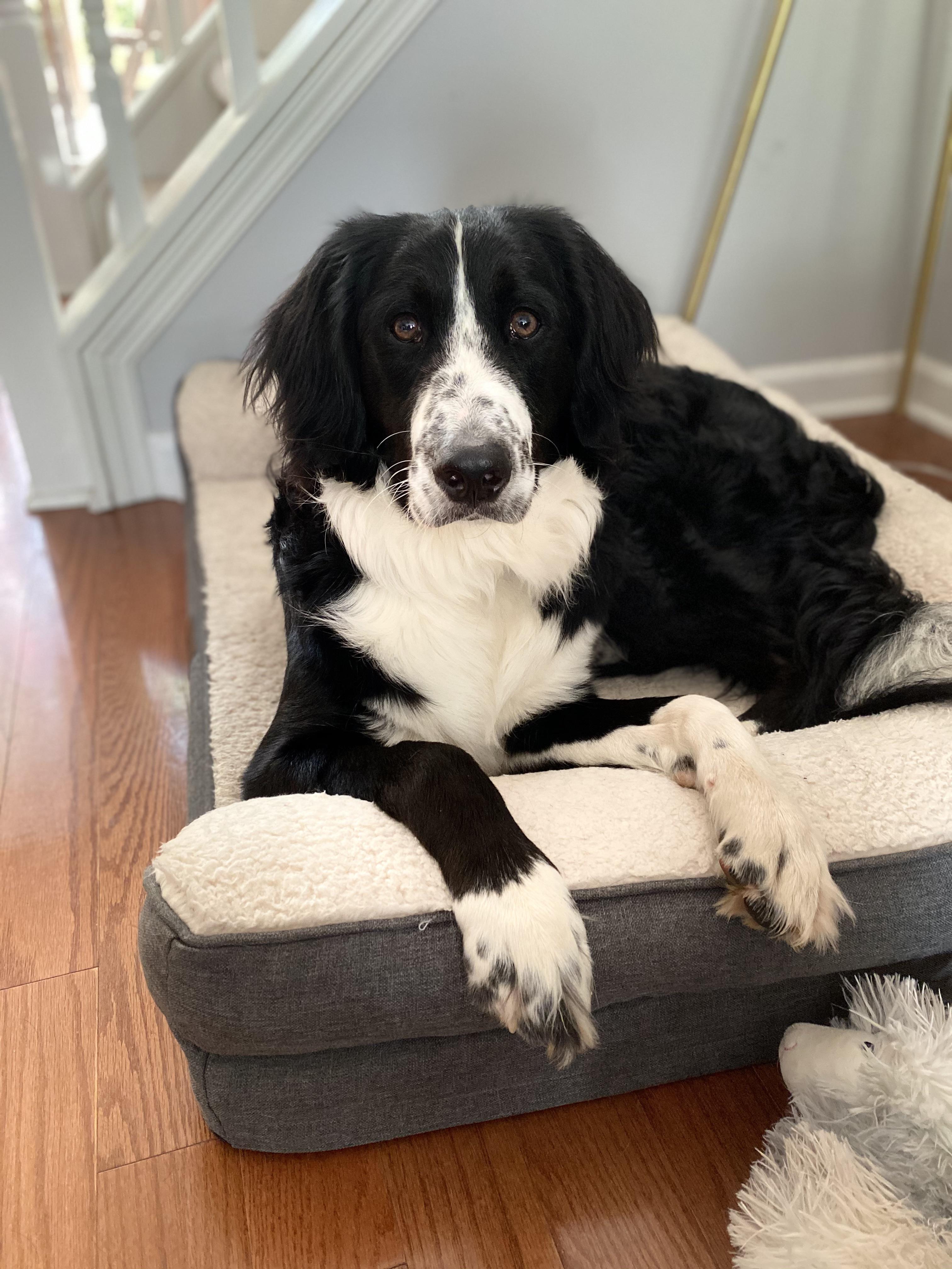 Does anyone have an F1 that looks like Finn? We never see bernedoodles