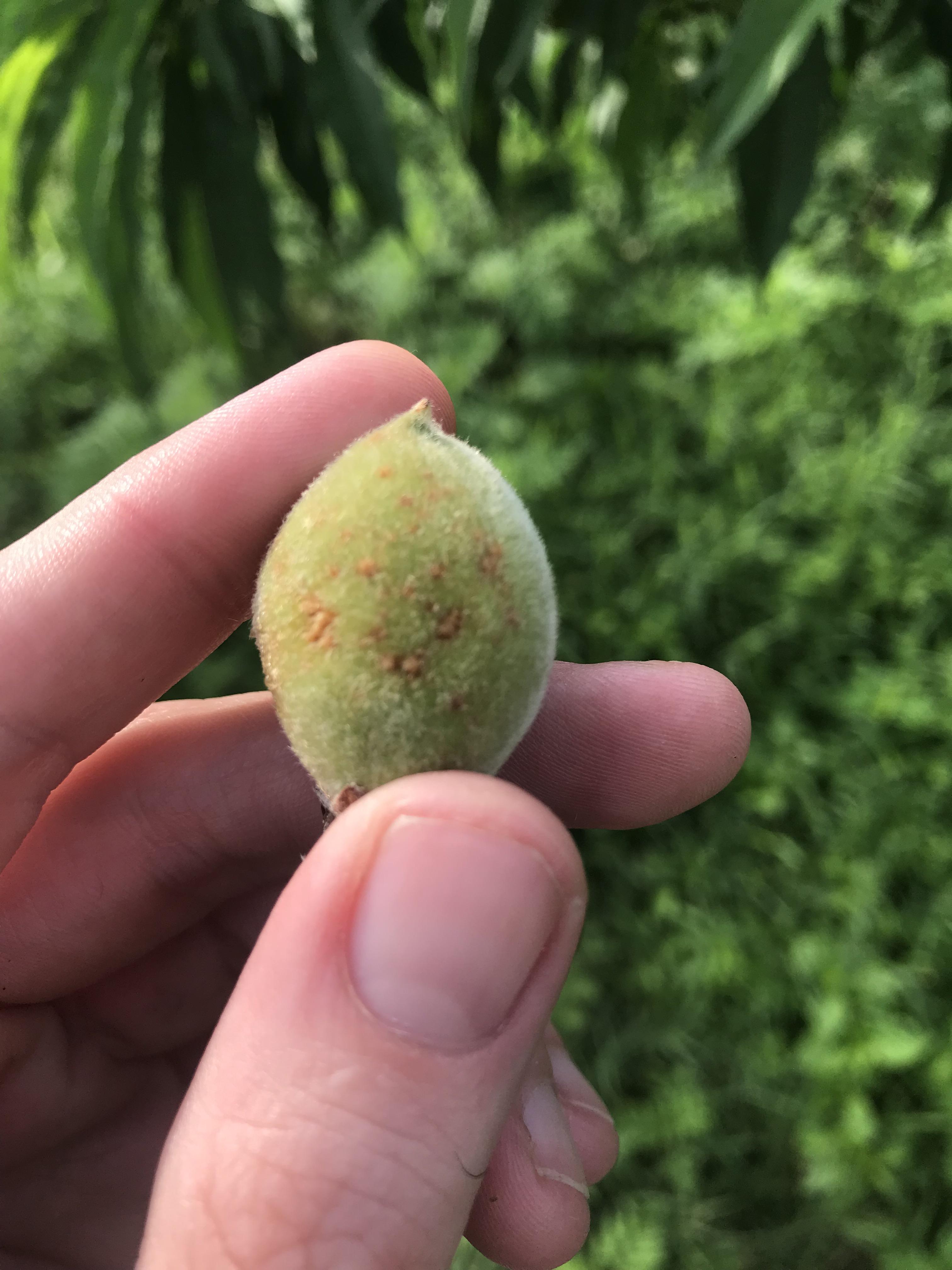 Are these brown spots normal or are my peaches diseased? r/arborists