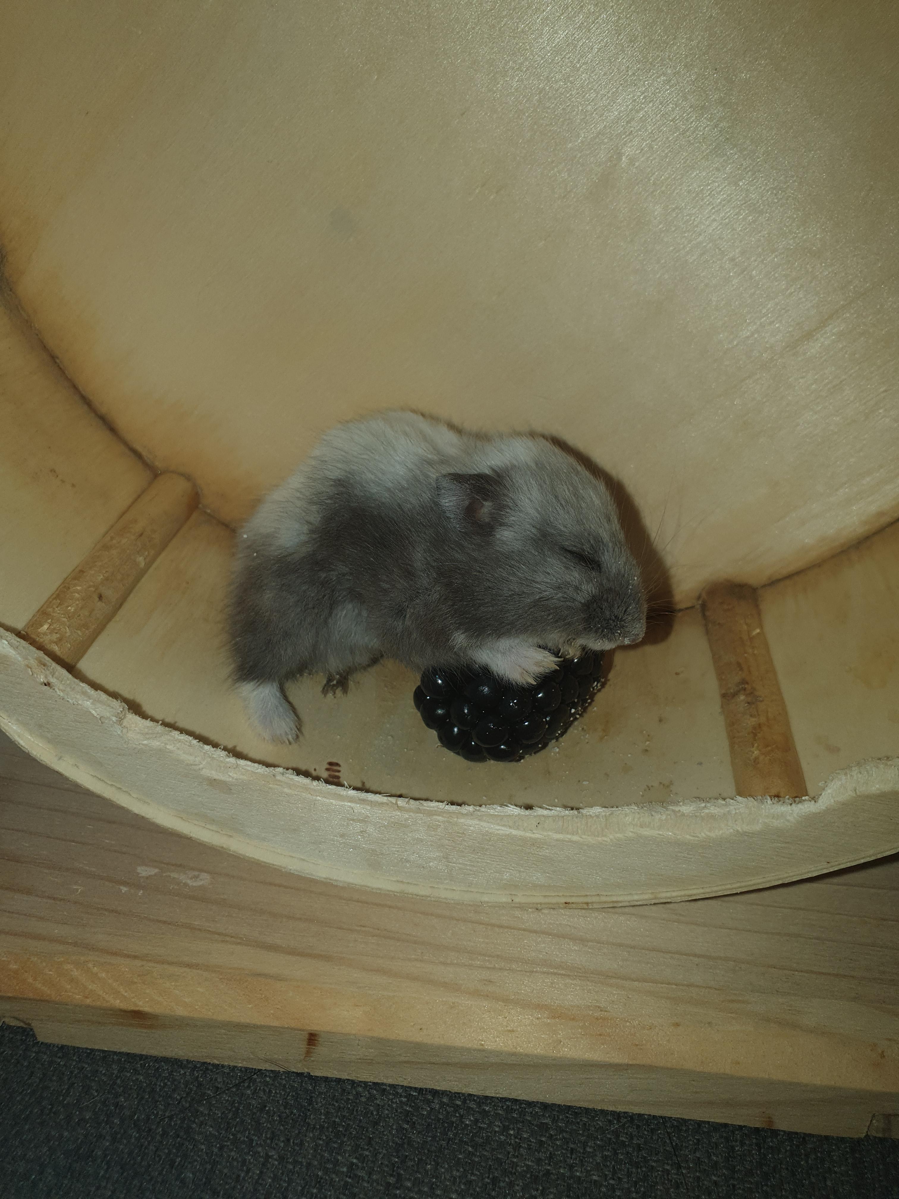 Today we lost Bismuth to old age. We sent him to hamsterheaven in his