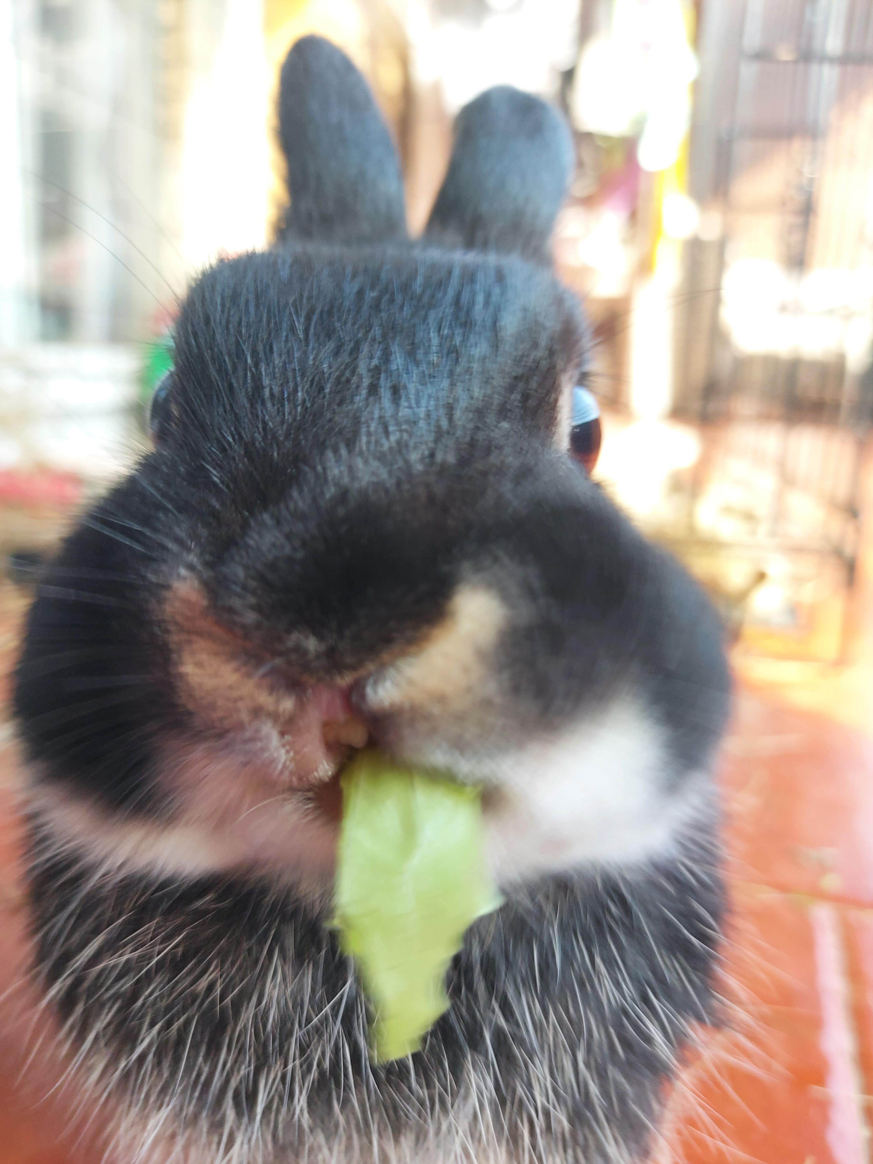 dumb question are rabbits lips supposed to look like this, like he