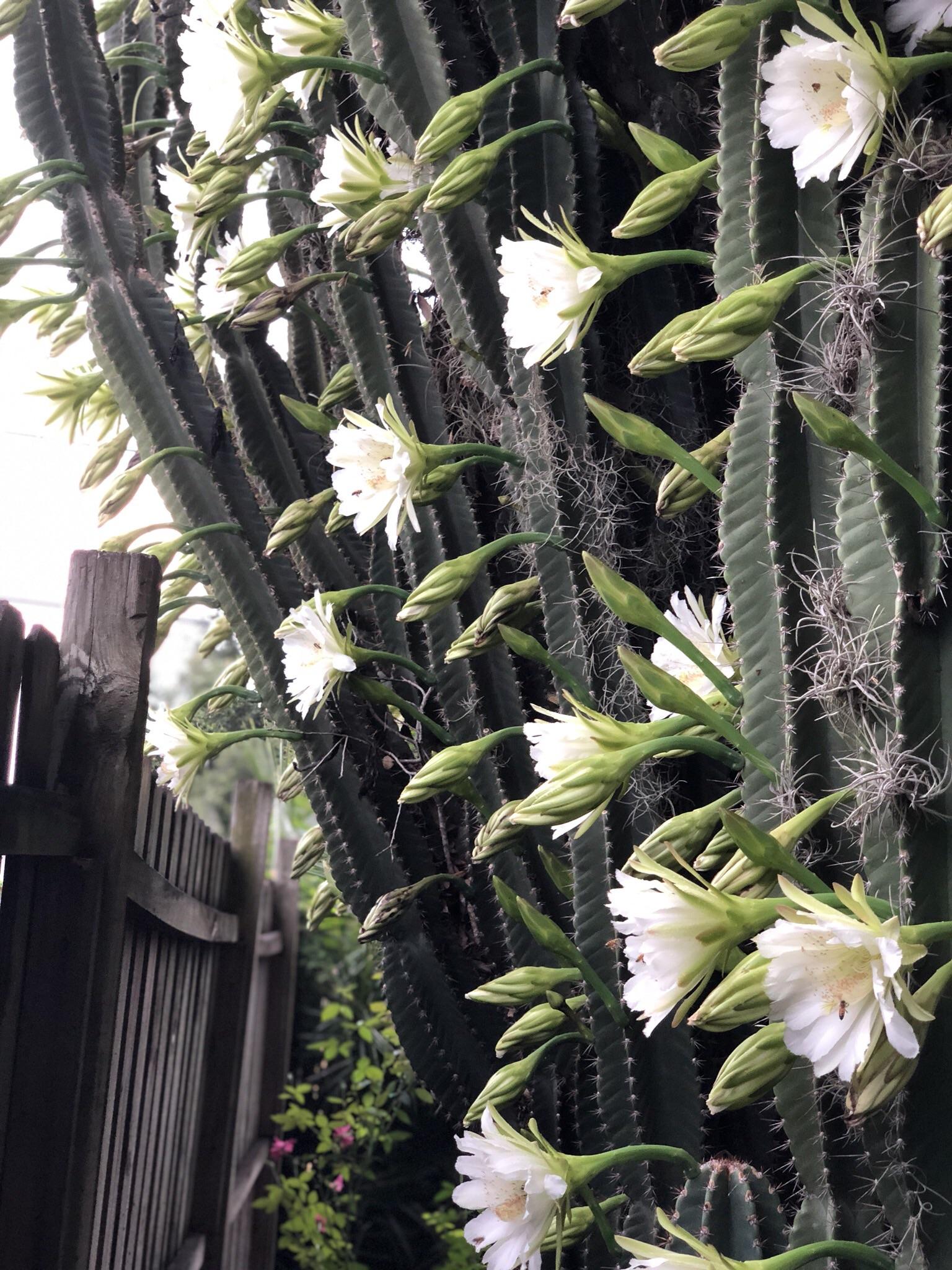 I seen a post with cactus flowers that bloom once a year. I captured